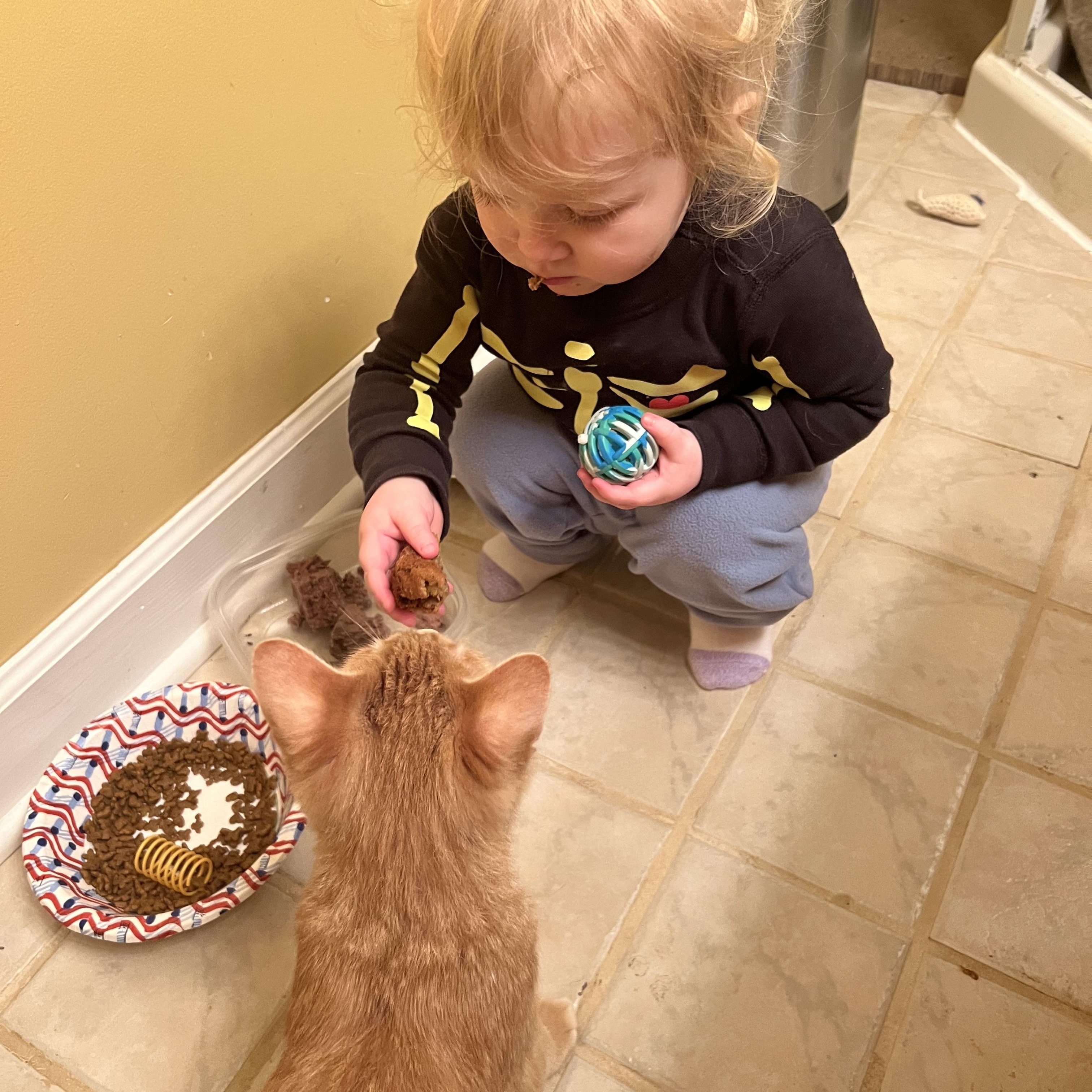 Opie, an adopted Domestic Short Hair in Stoughton, WI image 5/5