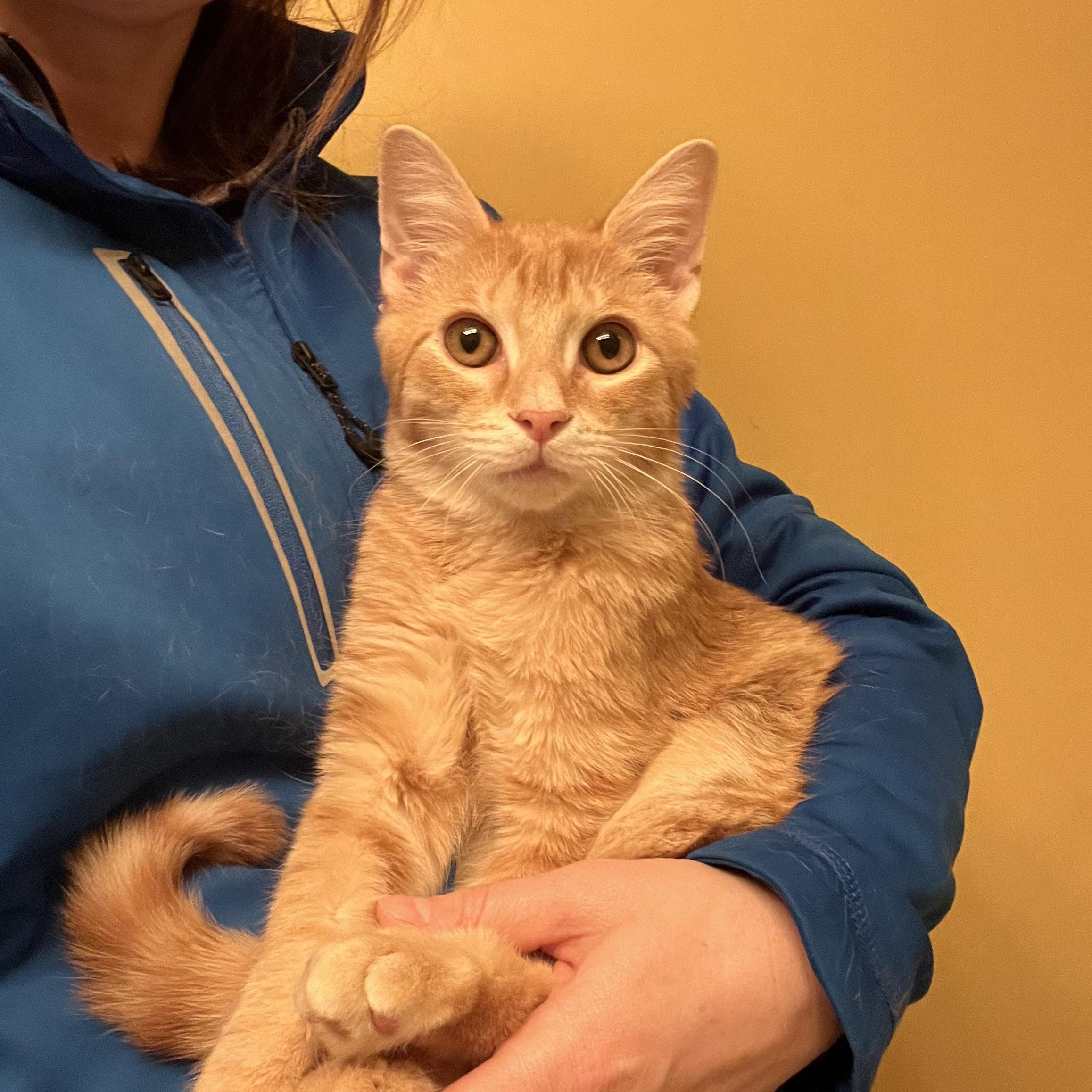 Opie, an adopted Domestic Short Hair in Stoughton, WI image 1/5