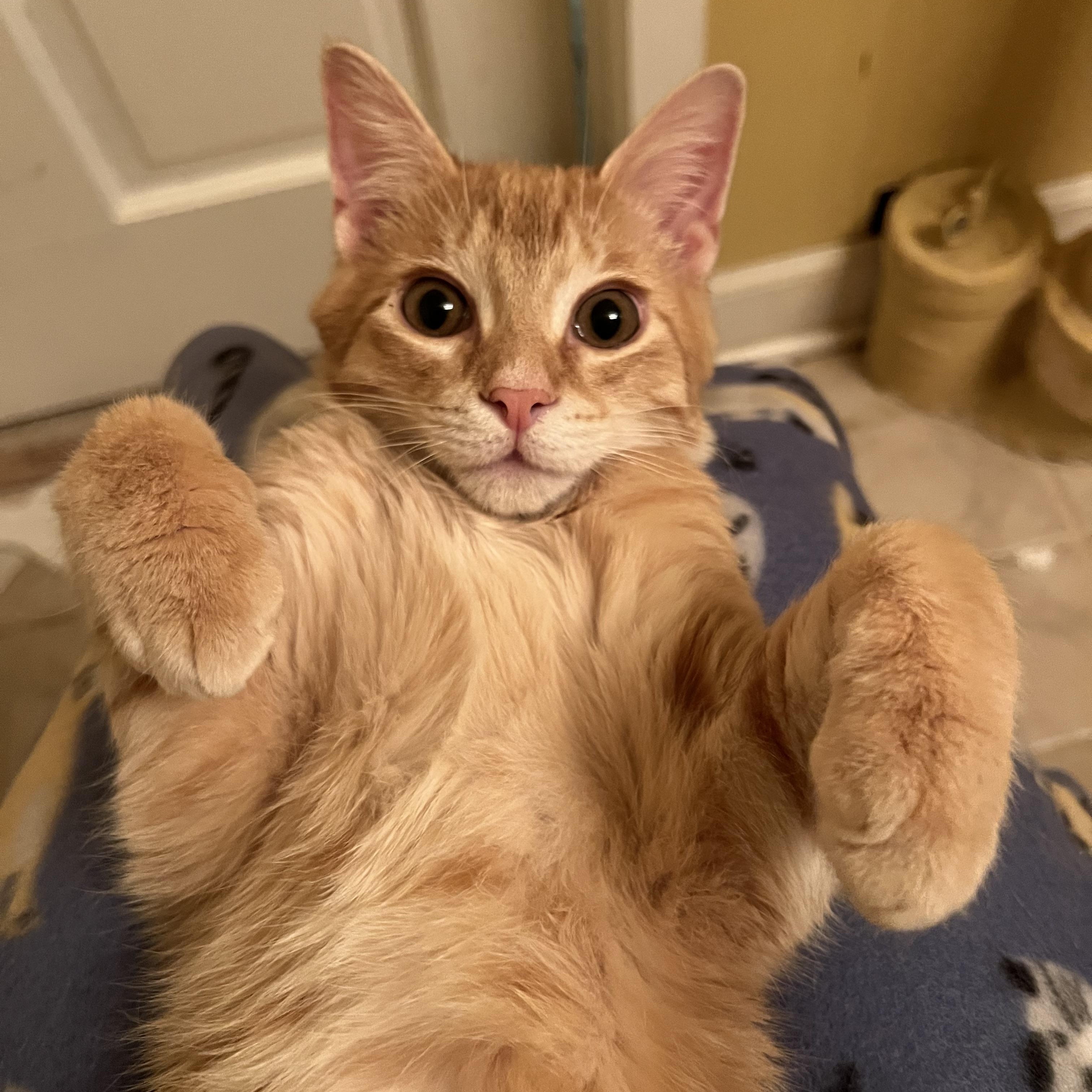 Opie, an adopted Domestic Short Hair in Stoughton, WI image 2/5