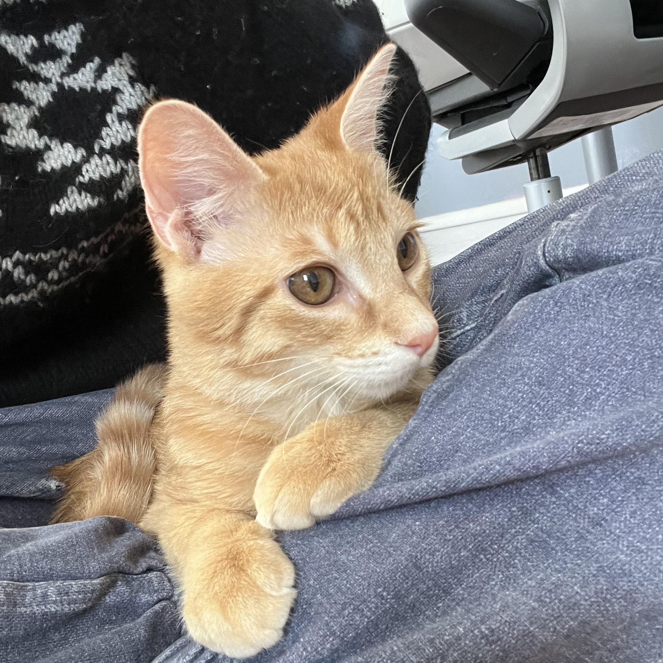 Opie, an adopted Domestic Short Hair in Stoughton, WI image 3/5