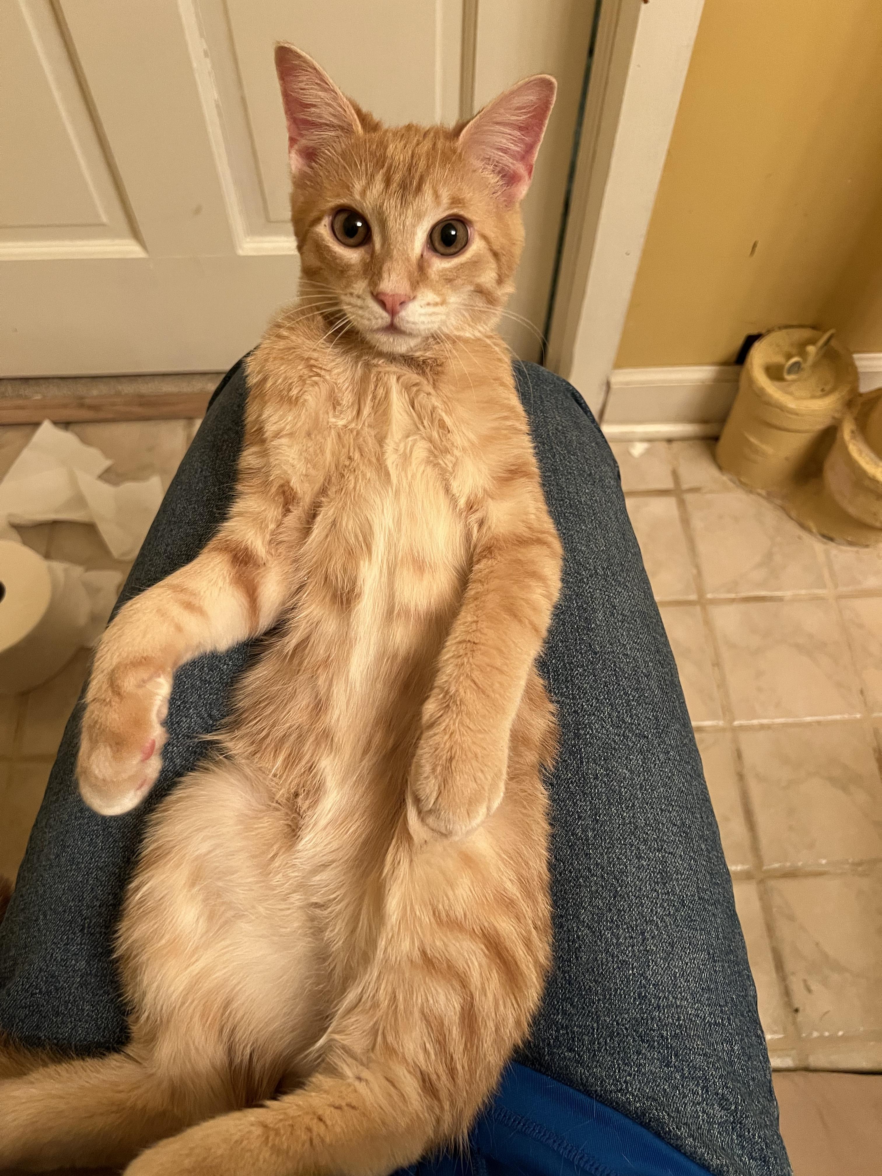 Opie, an adopted Domestic Short Hair in Stoughton, WI image 4/5