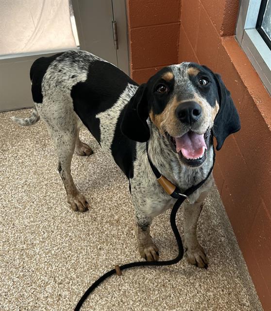 ALLIE CAT, Adoptable, Adult Female Bluetick Coonhound & Treeing Walker Coonhound.