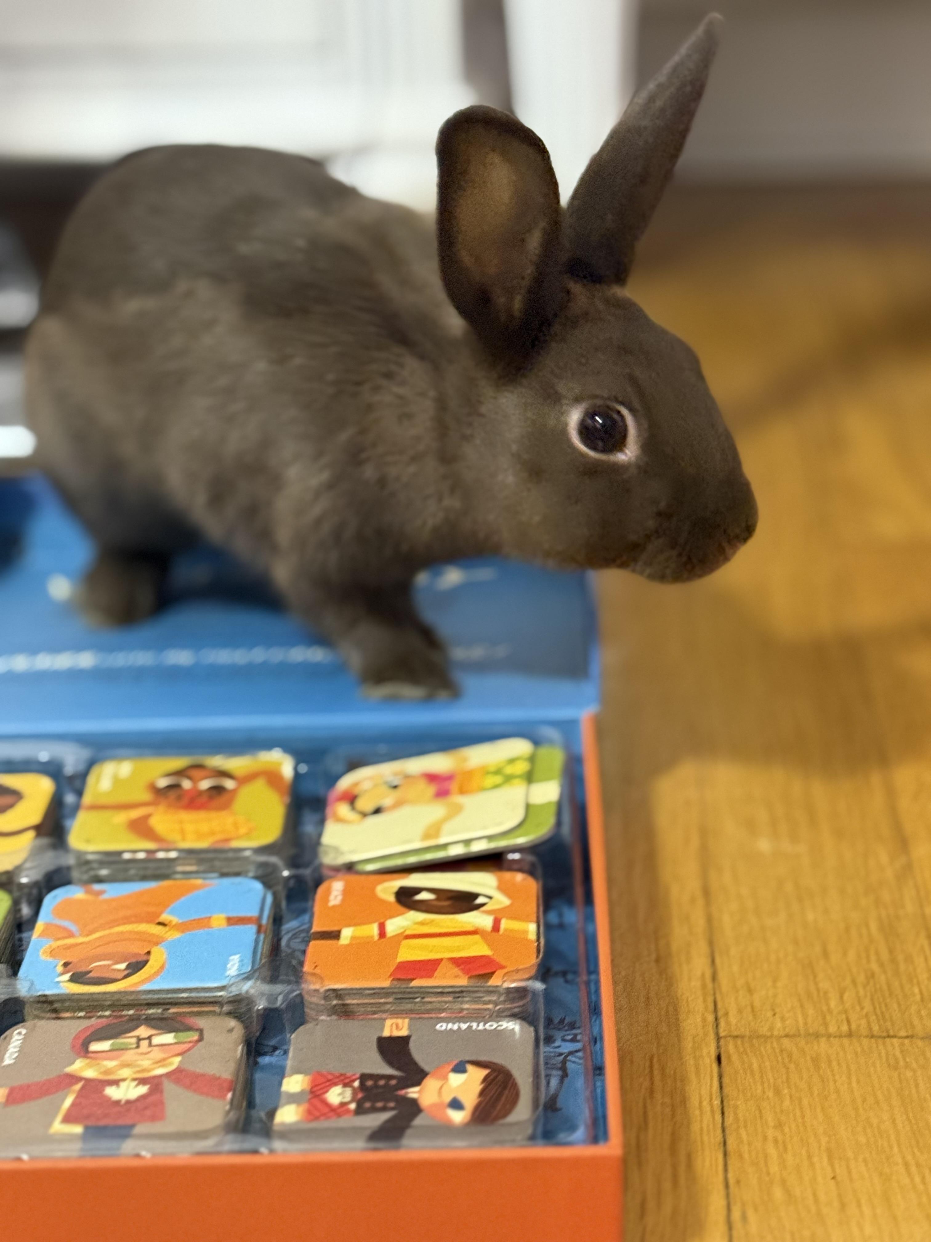 Enlarge Lizza & Safina , an adopted American Sable in New York, NY image 4/5