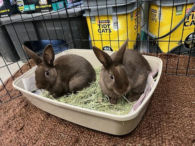 Enlarge Lizza & Safina , an adopted American Sable in New York, NY image 2/5