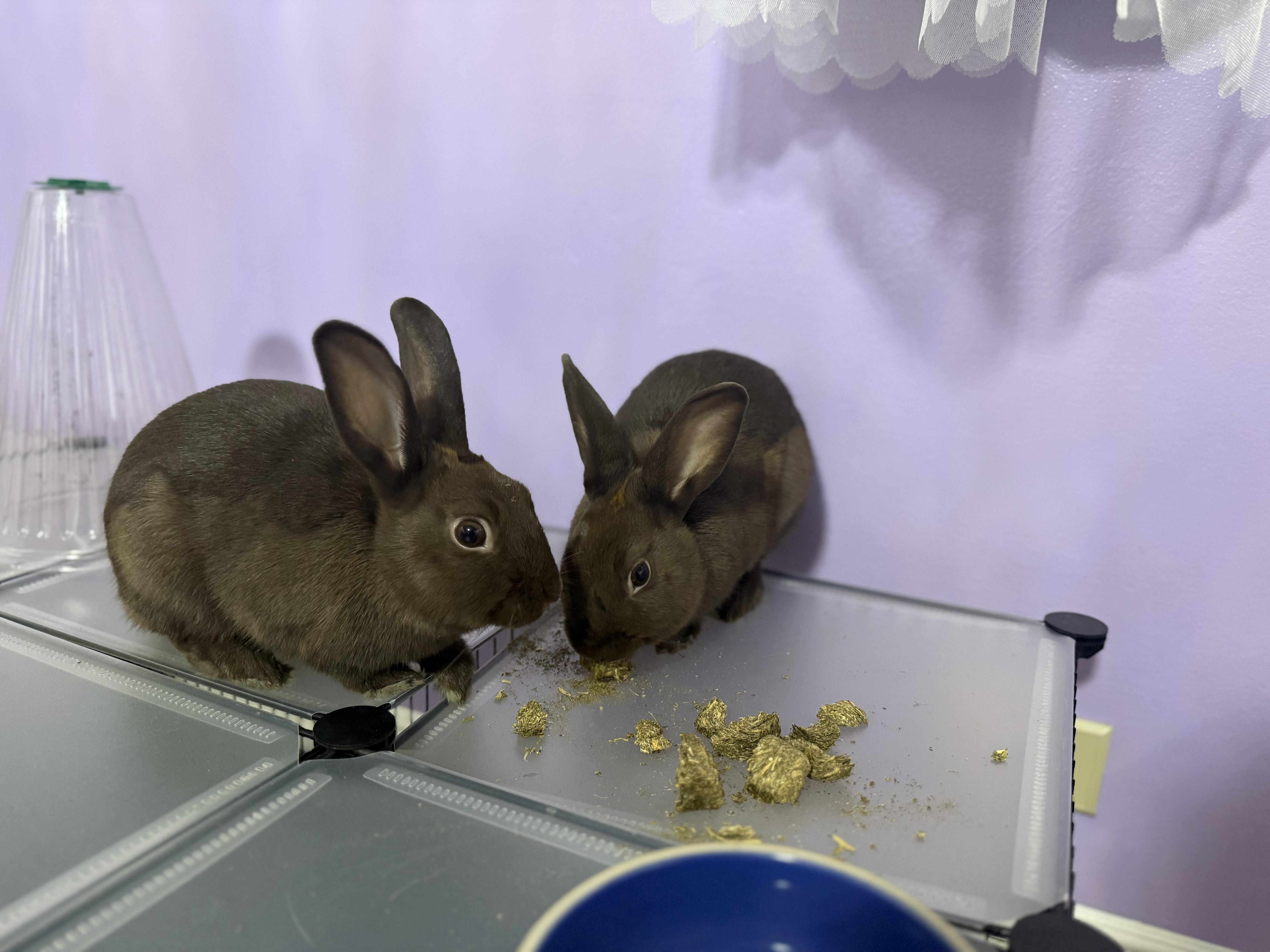 Enlarge Lizza & Safina , an adopted American Sable in New York, NY image 1/5