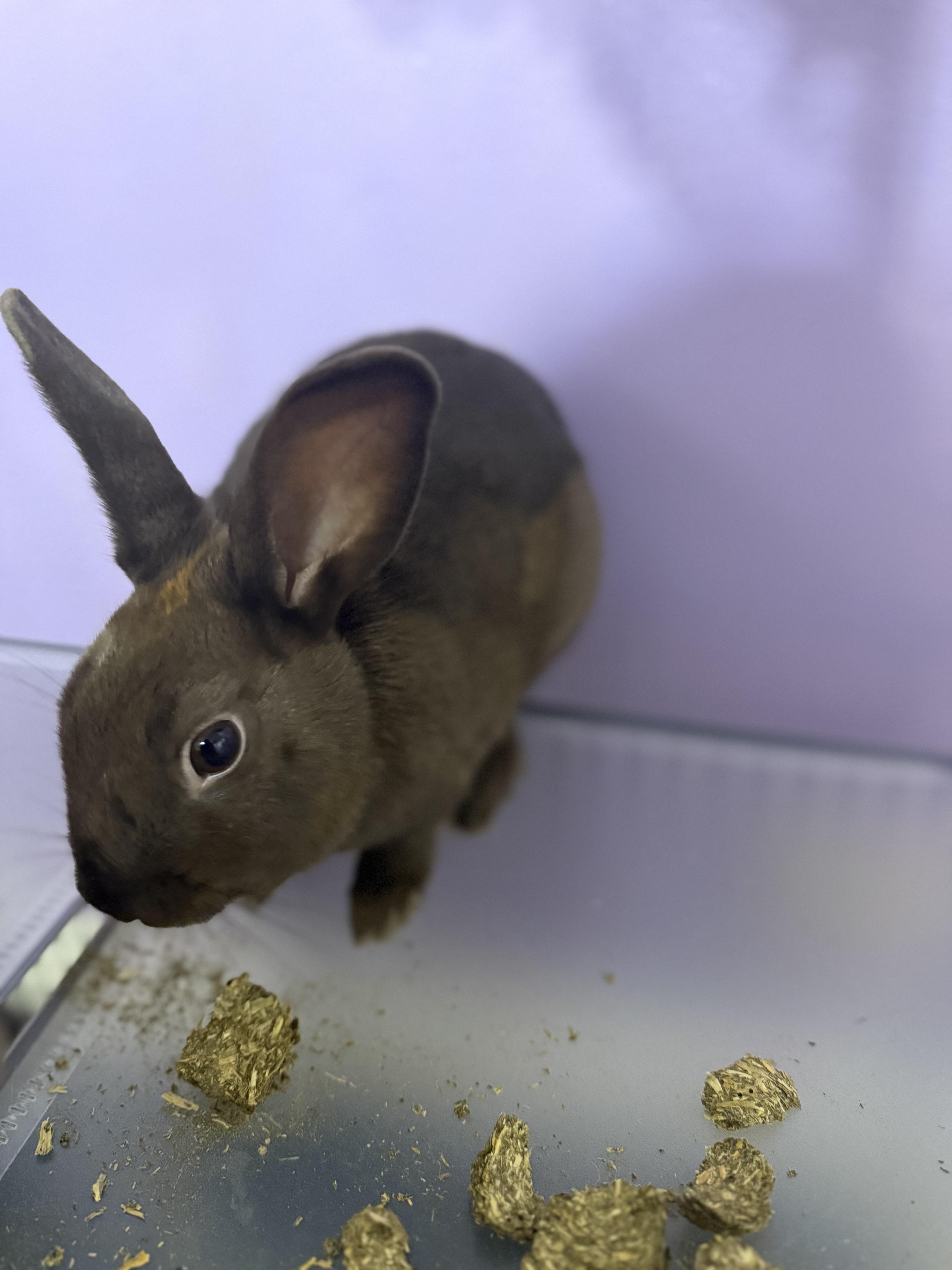 Enlarge Lizza & Safina , an adopted American Sable in New York, NY image 5/5