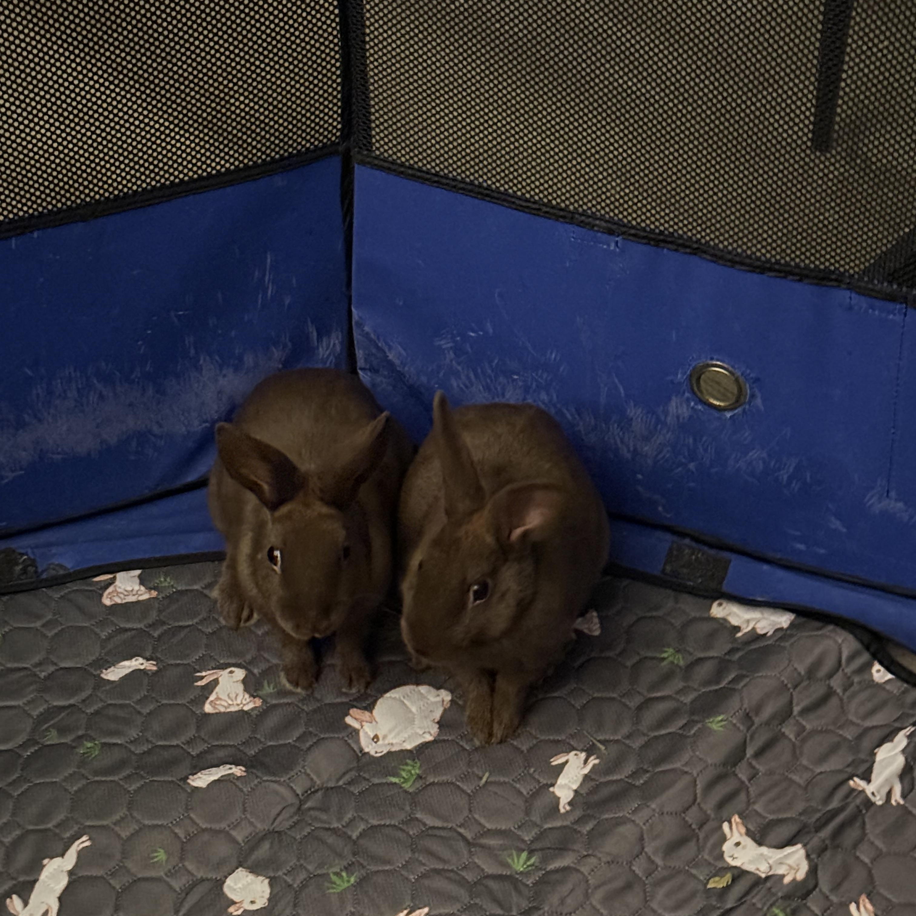 Enlarge Lizza & Safina , an adopted American Sable in New York, NY image 3/5