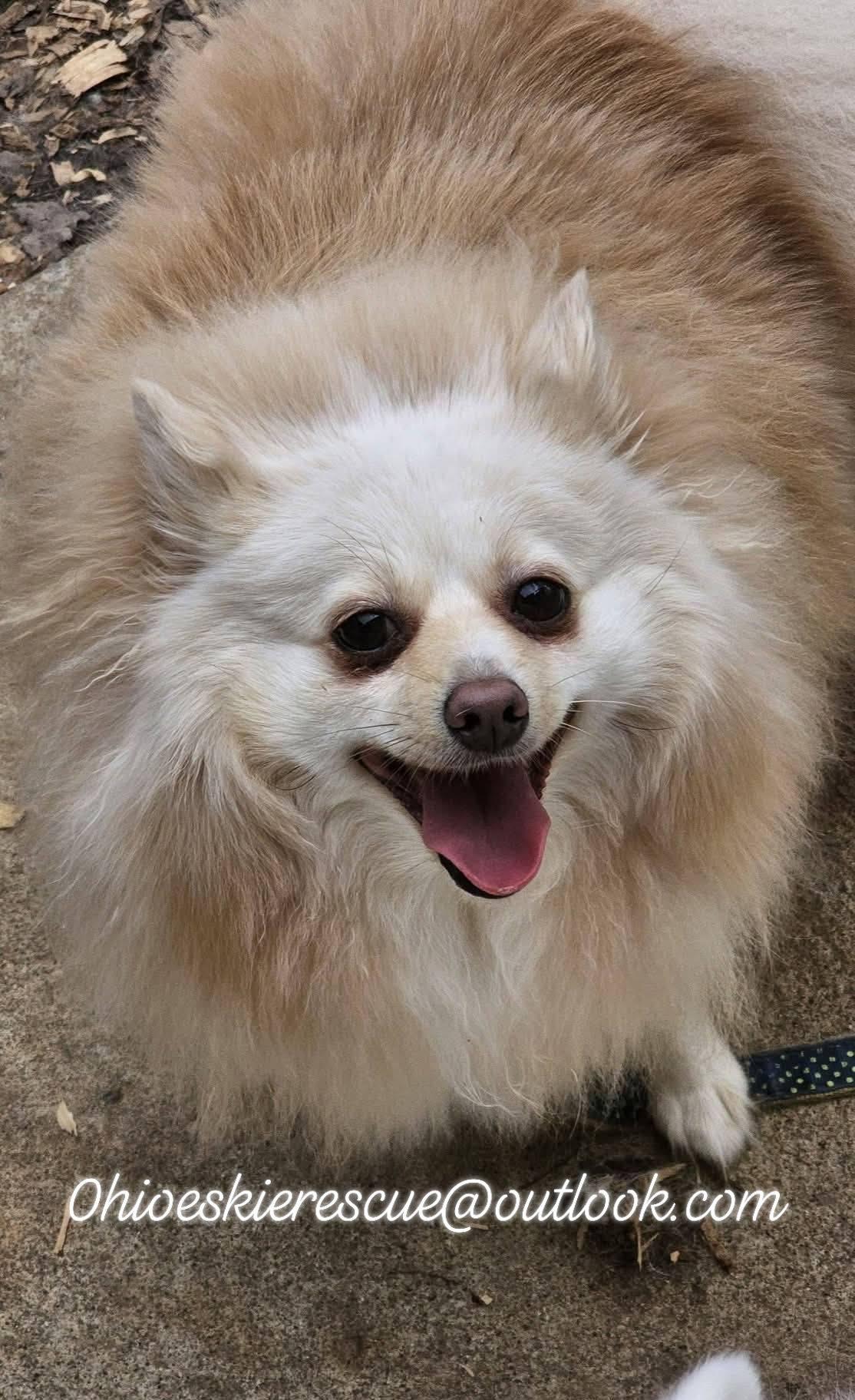 Enlarge Yuki II, a ADOPTABLE Pomeranian in Maineville, OH image 1/4