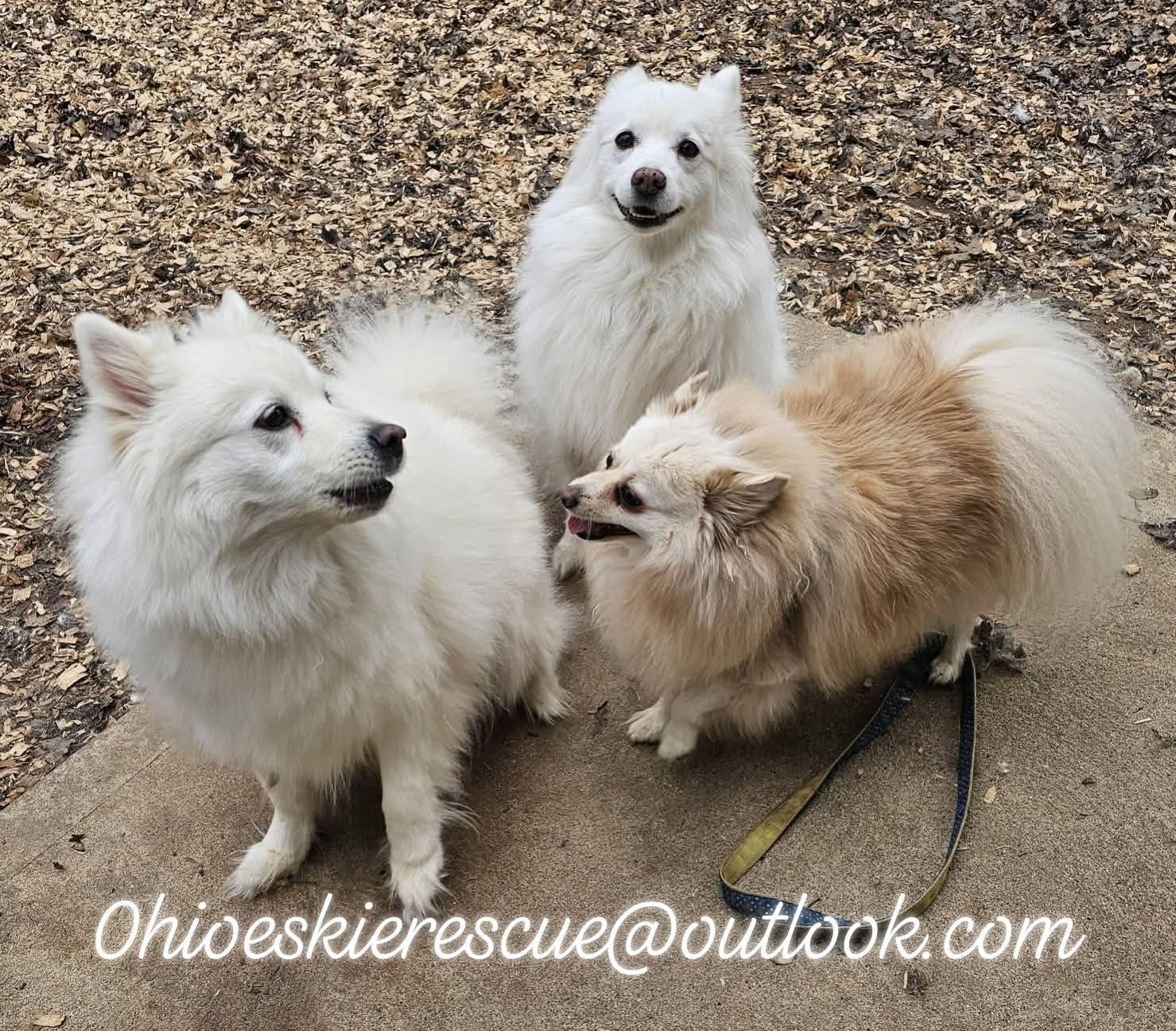 Enlarge Yuki II, a ADOPTABLE Pomeranian in Maineville, OH image 3/4