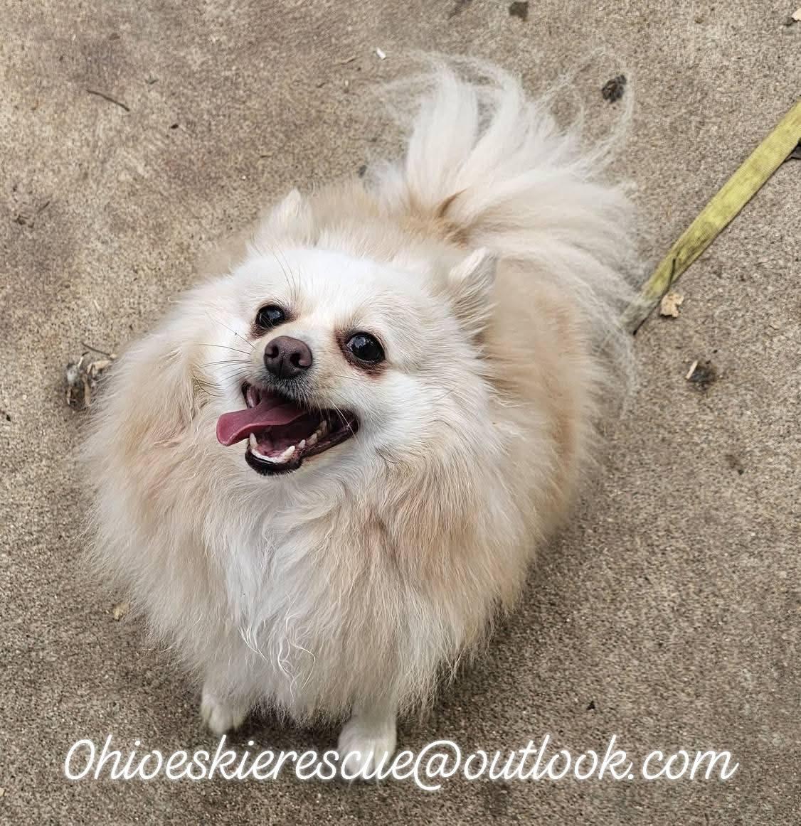 Enlarge Yuki II, a ADOPTABLE Pomeranian in Maineville, OH image 2/4