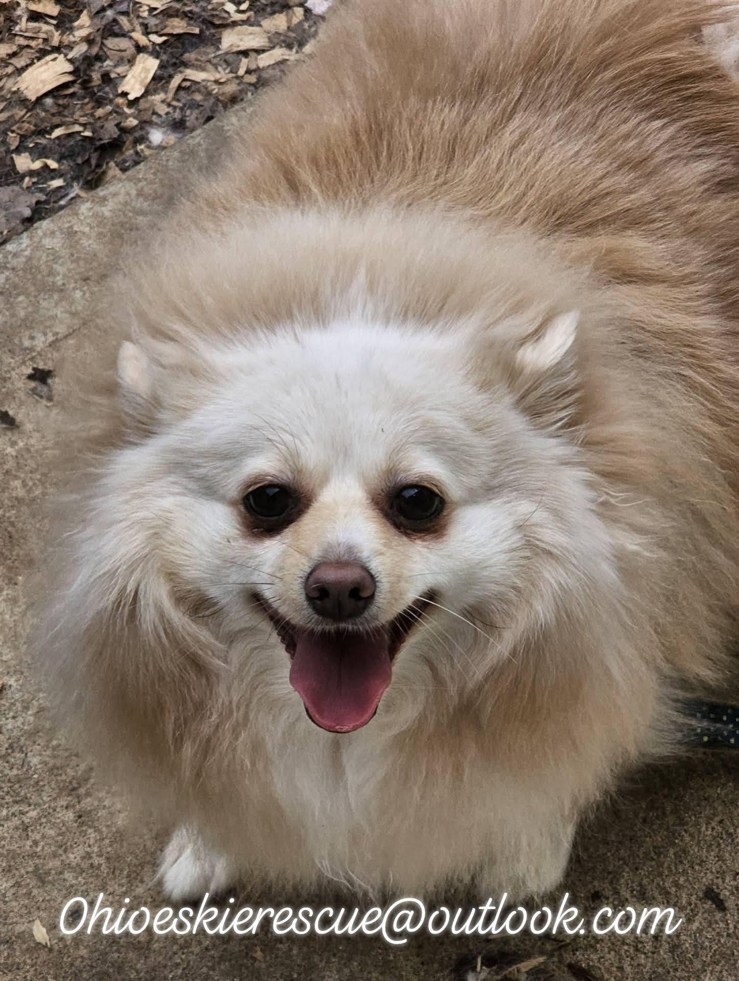 Enlarge Yuki II, a ADOPTABLE Pomeranian in Maineville, OH image 4/4