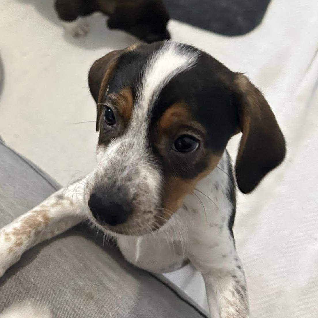 Lauren, ADOPTABLE, Puppy Female Beagle.