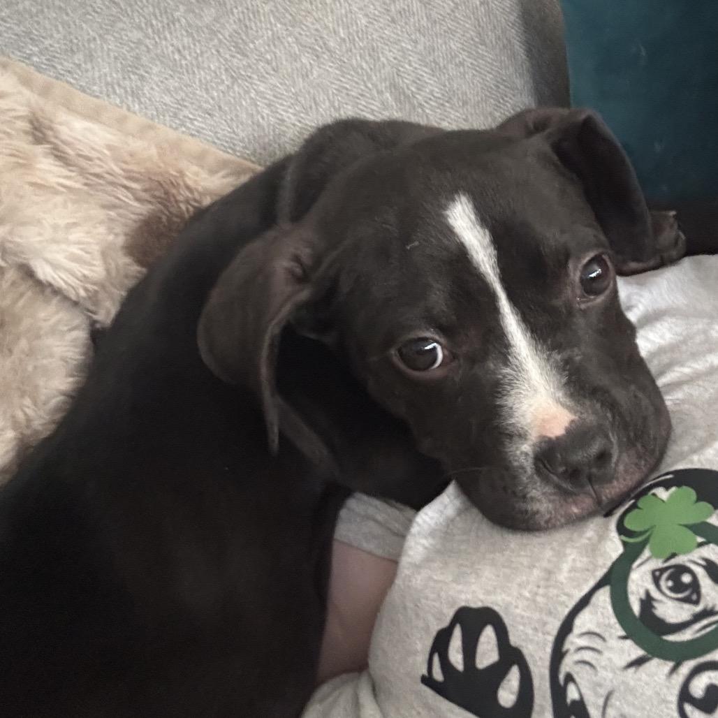 Enlarge Hemingway, a ADOPTABLE mixed breed in Washington, DC image 5/6
