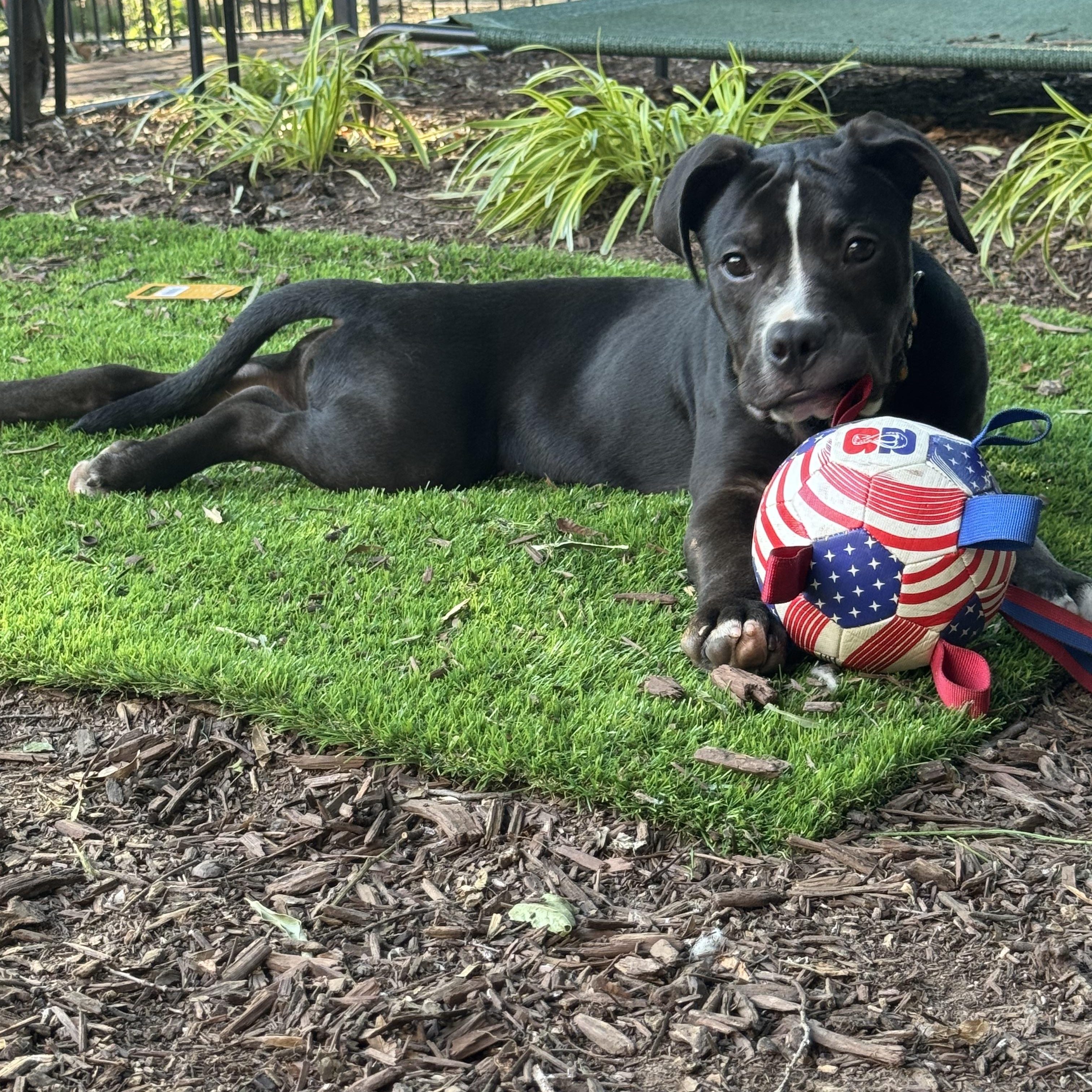 Enlarge Hemingway, a ADOPTABLE mixed breed in Washington, DC image 4/6