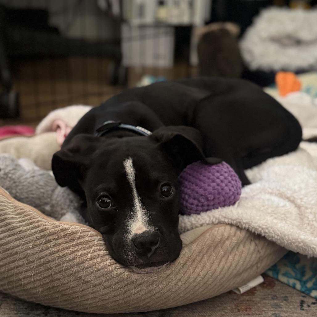 Enlarge Hemingway, a ADOPTABLE mixed breed in Washington, DC image 3/6