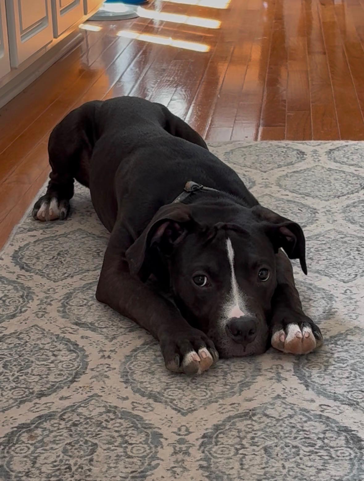 Enlarge Hemingway, a ADOPTABLE mixed breed in Washington, DC image 6/6