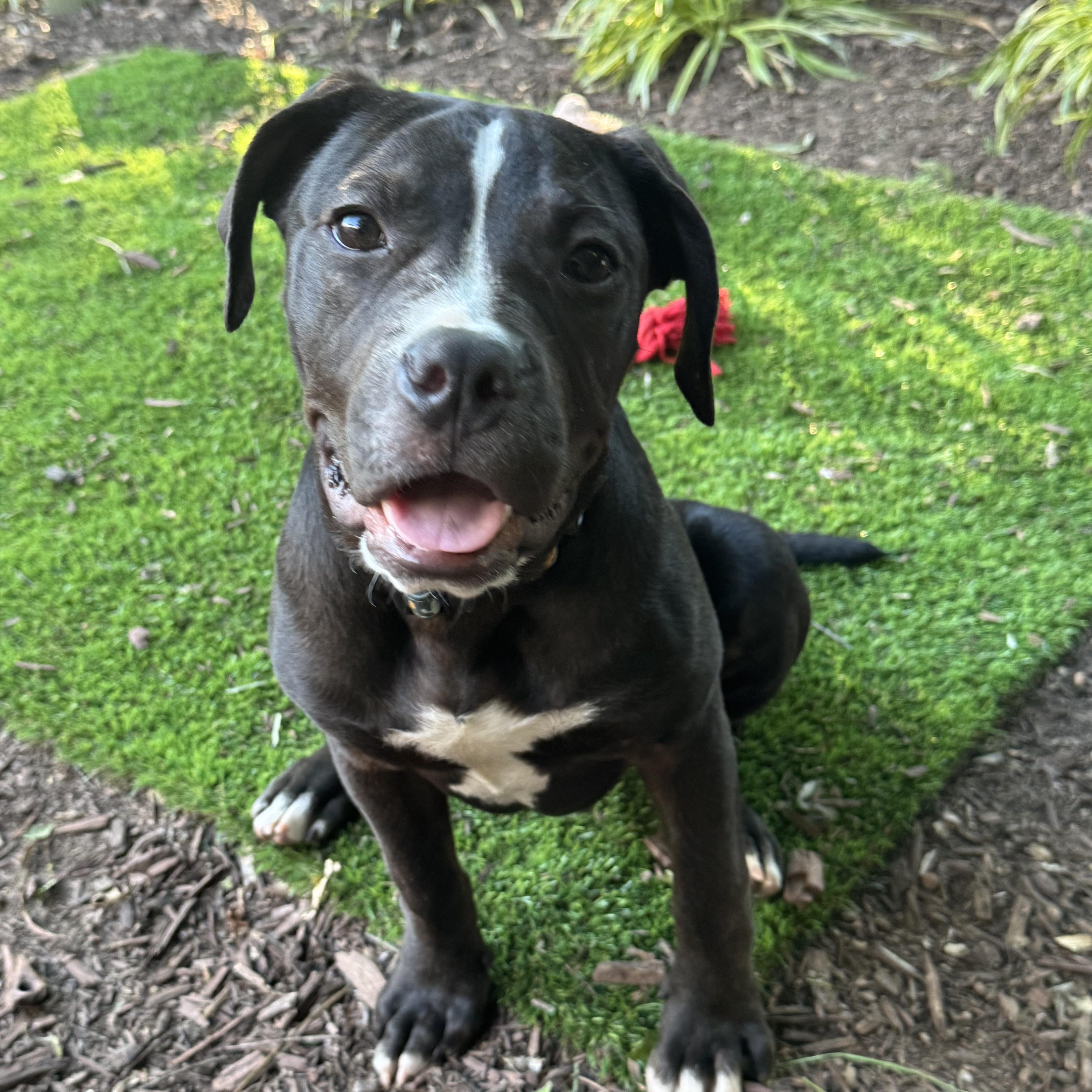 Enlarge Hemingway, a ADOPTABLE mixed breed in Washington, DC image 2/6