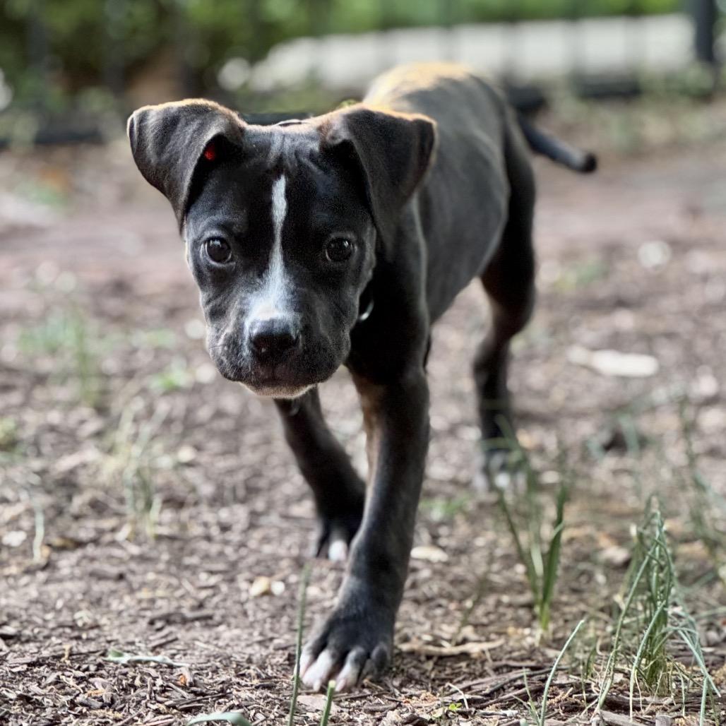 Enlarge Hemingway, a ADOPTABLE mixed breed in Washington, DC image 6/6