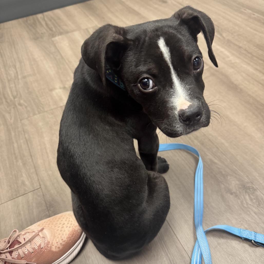 Enlarge Hemingway, a ADOPTABLE mixed breed in Washington, DC image 2/6