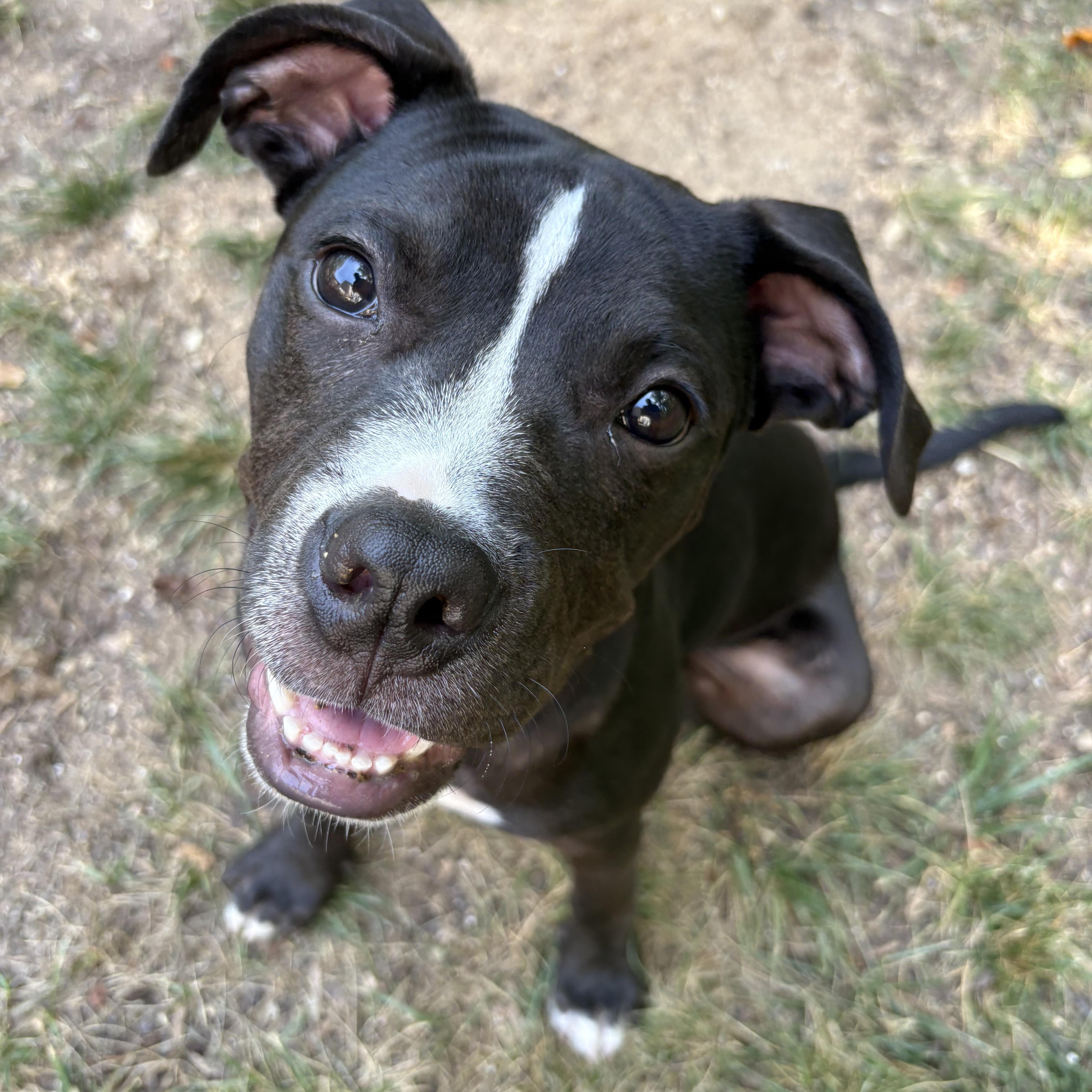 Hemingway, ADOPTABLE, Puppy Male Pit Bull Terrier & Mixed Breed.