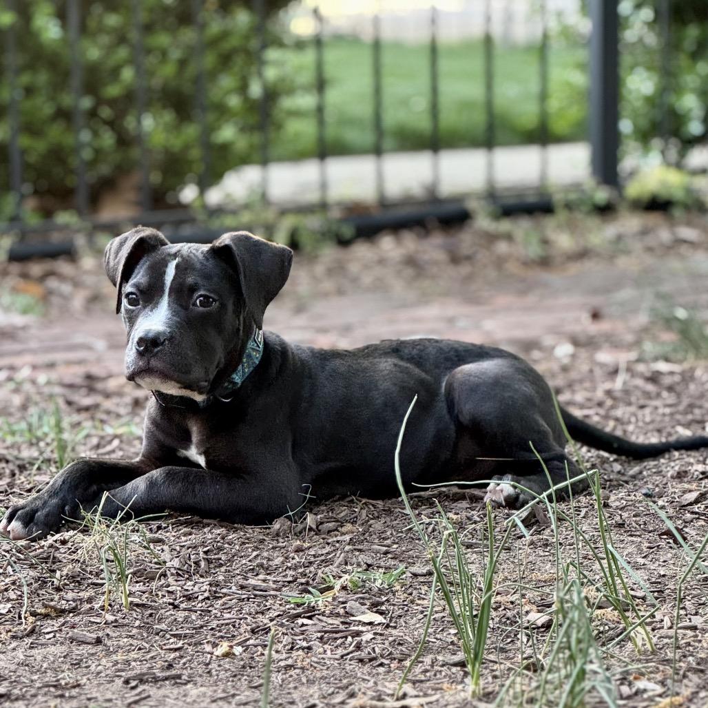 Enlarge Hemingway, a ADOPTABLE mixed breed in Washington, DC image 4/6