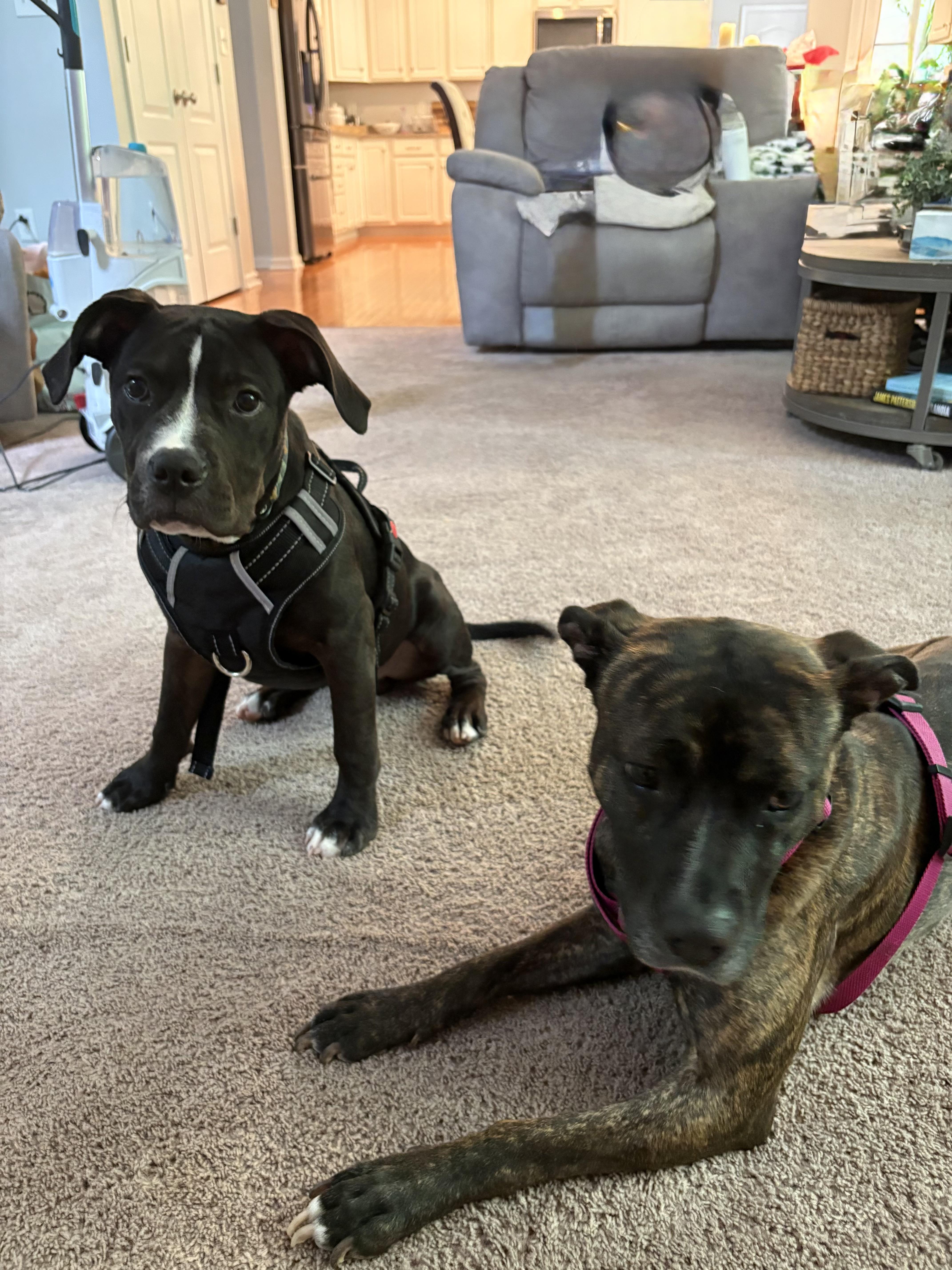 Enlarge Hemingway, a ADOPTABLE mixed breed in Washington, DC image 5/6