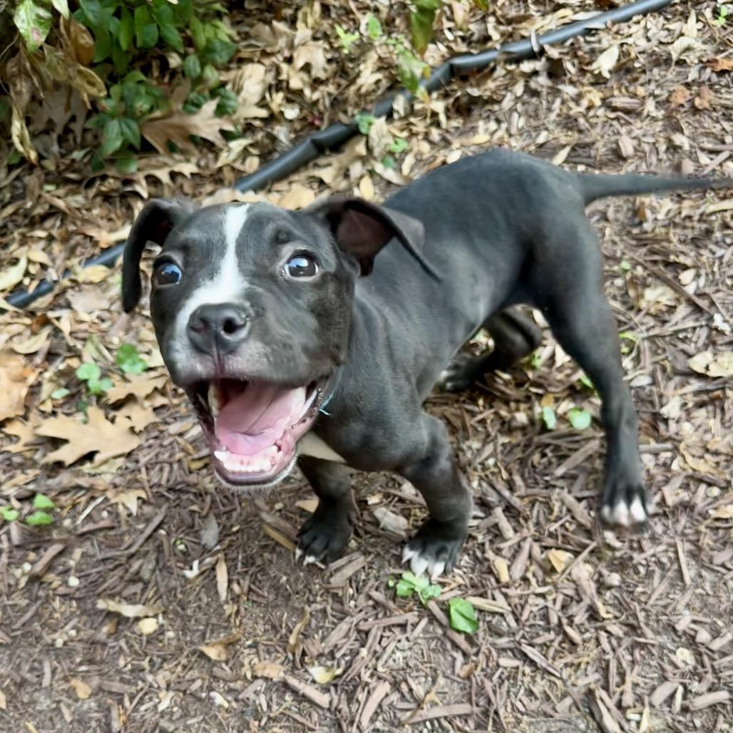 Enlarge Hemingway, a ADOPTABLE mixed breed in Washington, DC image 1/6