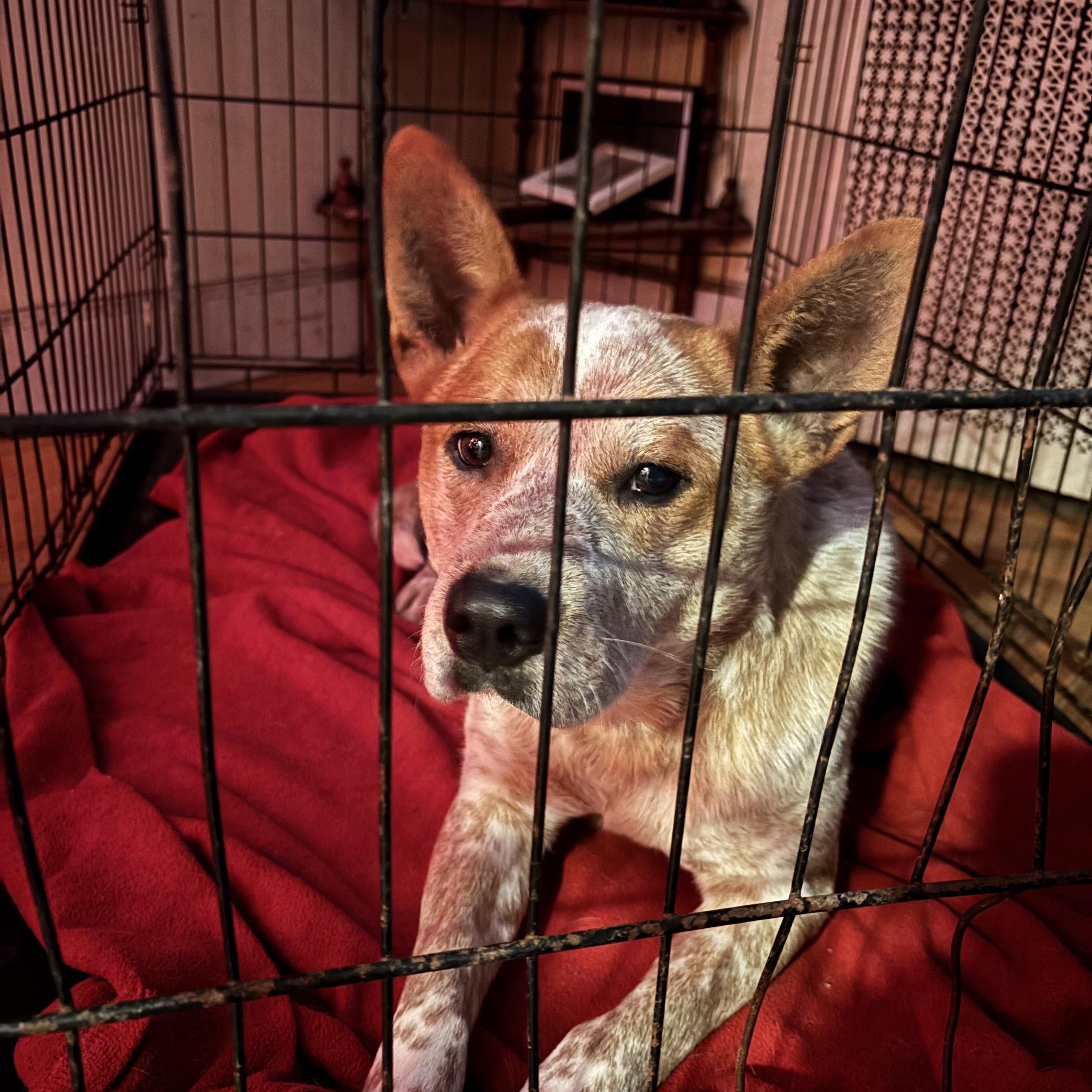 Enlarge Mr. Gibbs, a ADOPTABLE Australian Cattle Dog / Blue Heeler in Riverside, RI image 3/3