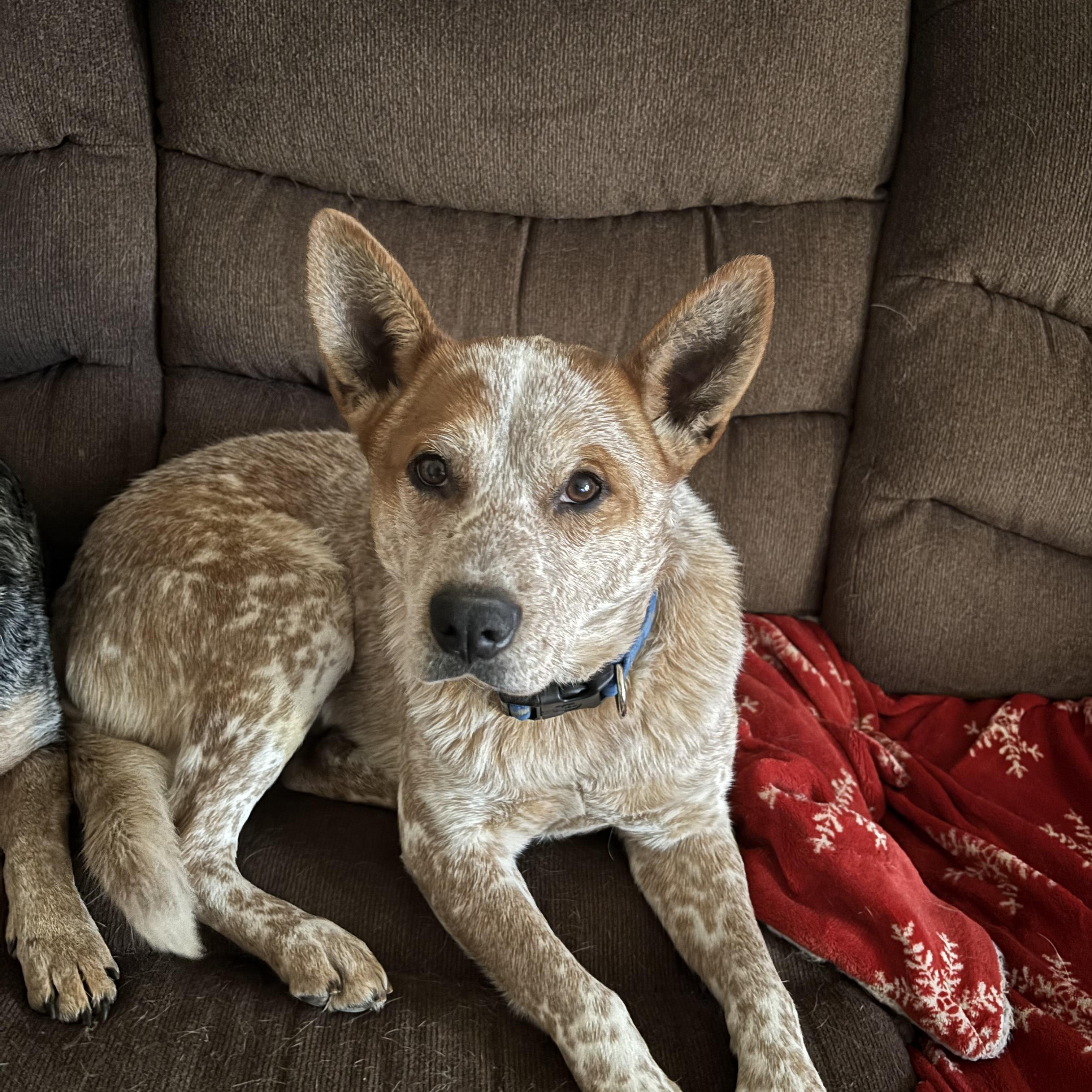 Mr. Gibbs, ADOPTABLE, Young Male Australian Cattle Dog / Blue Heeler.