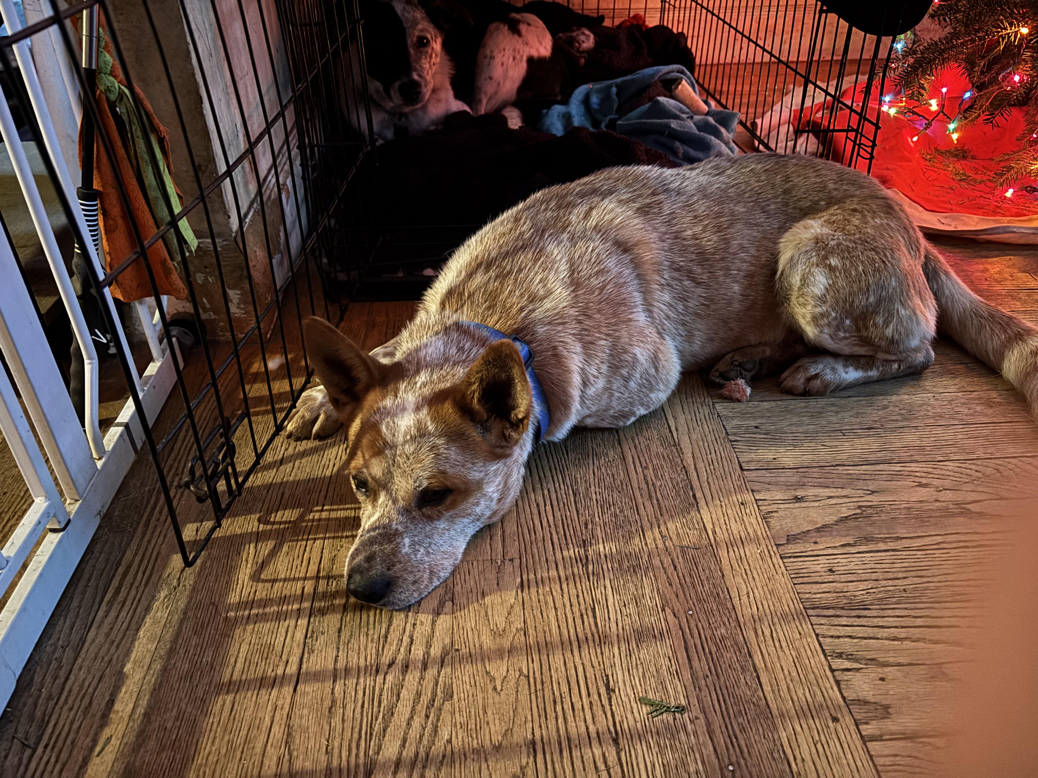 Enlarge Mr. Gibbs, a ADOPTABLE Australian Cattle Dog / Blue Heeler in Riverside, RI image 2/3