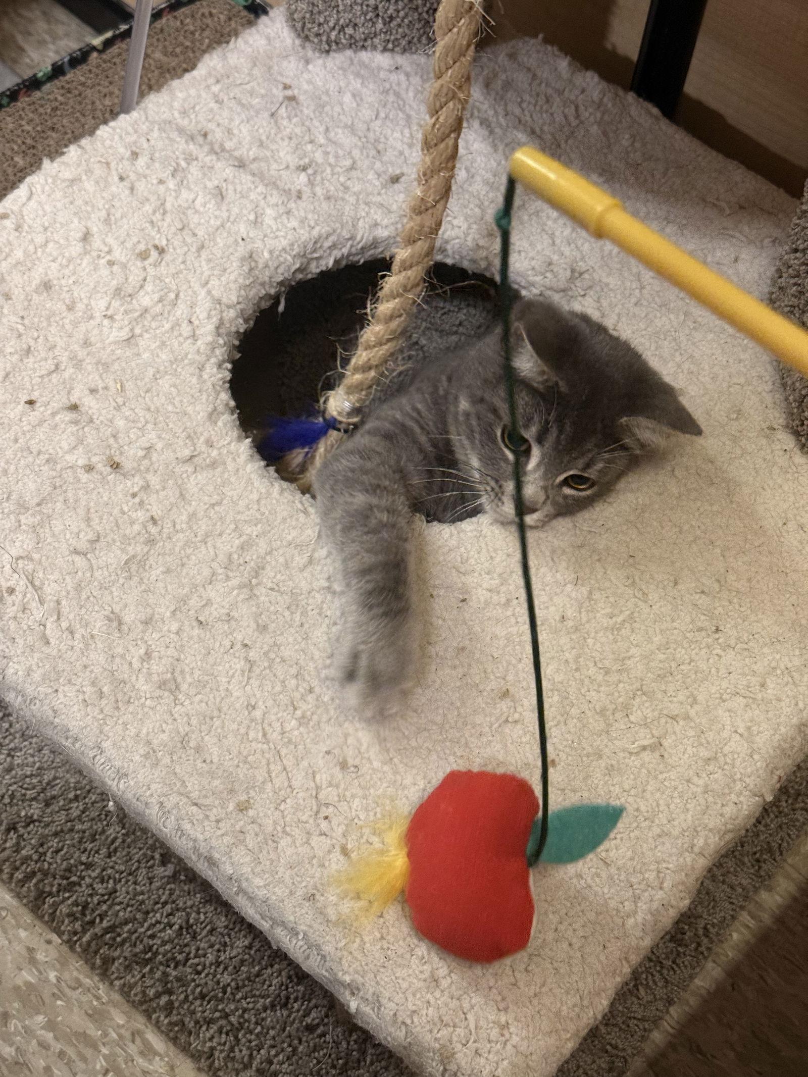 Enlarge Buster 9.15.25, a Adoptable Domestic Short Hair in Apopka, FL image 1/3