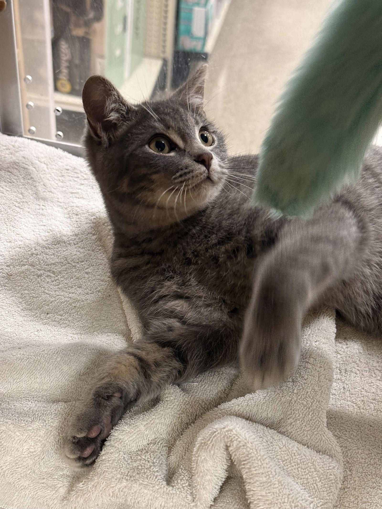 Enlarge Buster 9.15.25, a Adoptable Domestic Short Hair in Apopka, FL image 2/3