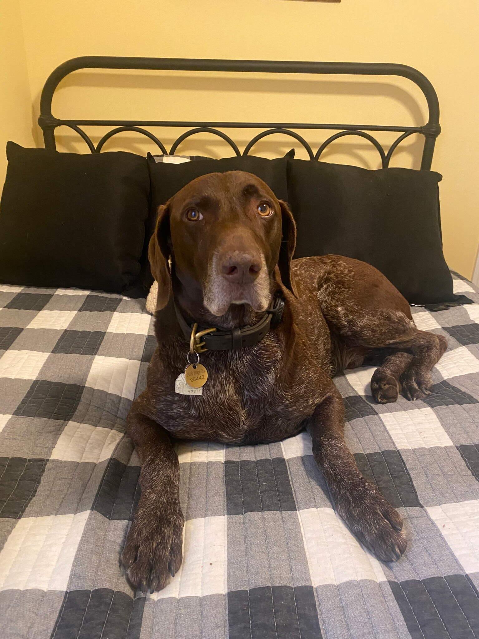 Enlarge Baxter, a ADOPTABLE German Shorthaired Pointer in Sykesville, MD image 1/1