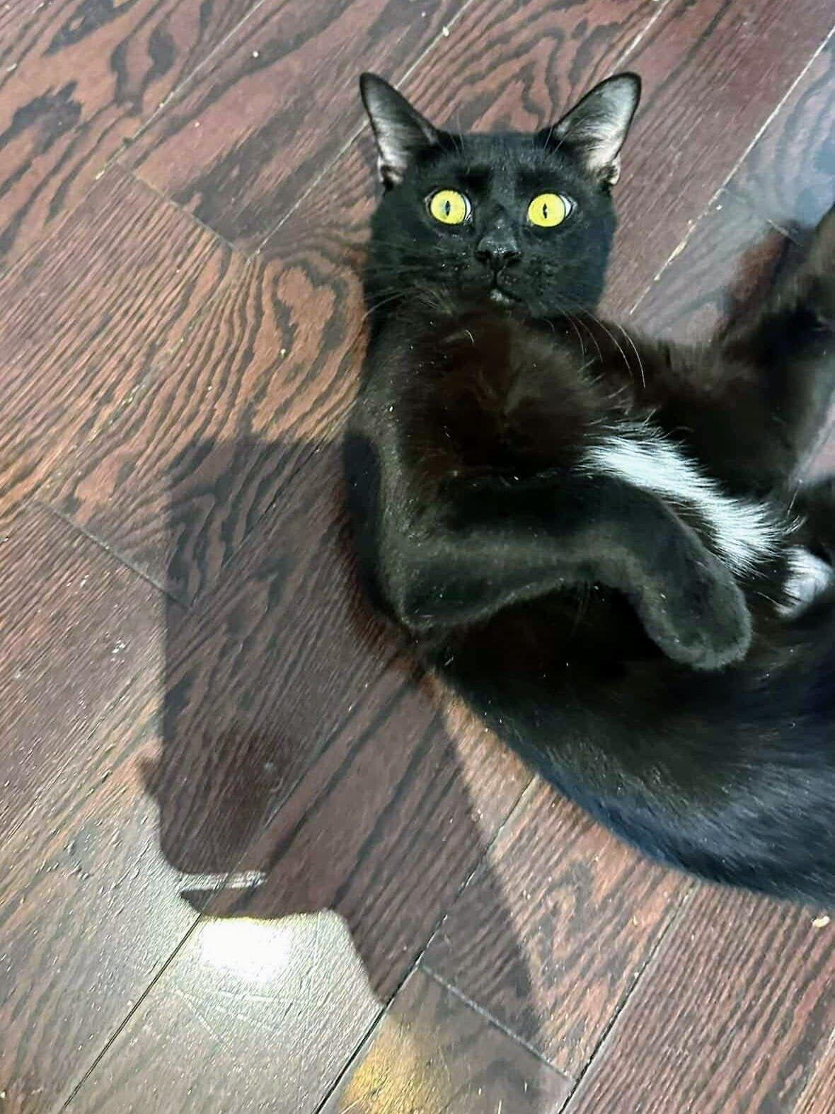 Mason, an adopted American Shorthair in Brooklyn, NY image 1/6
