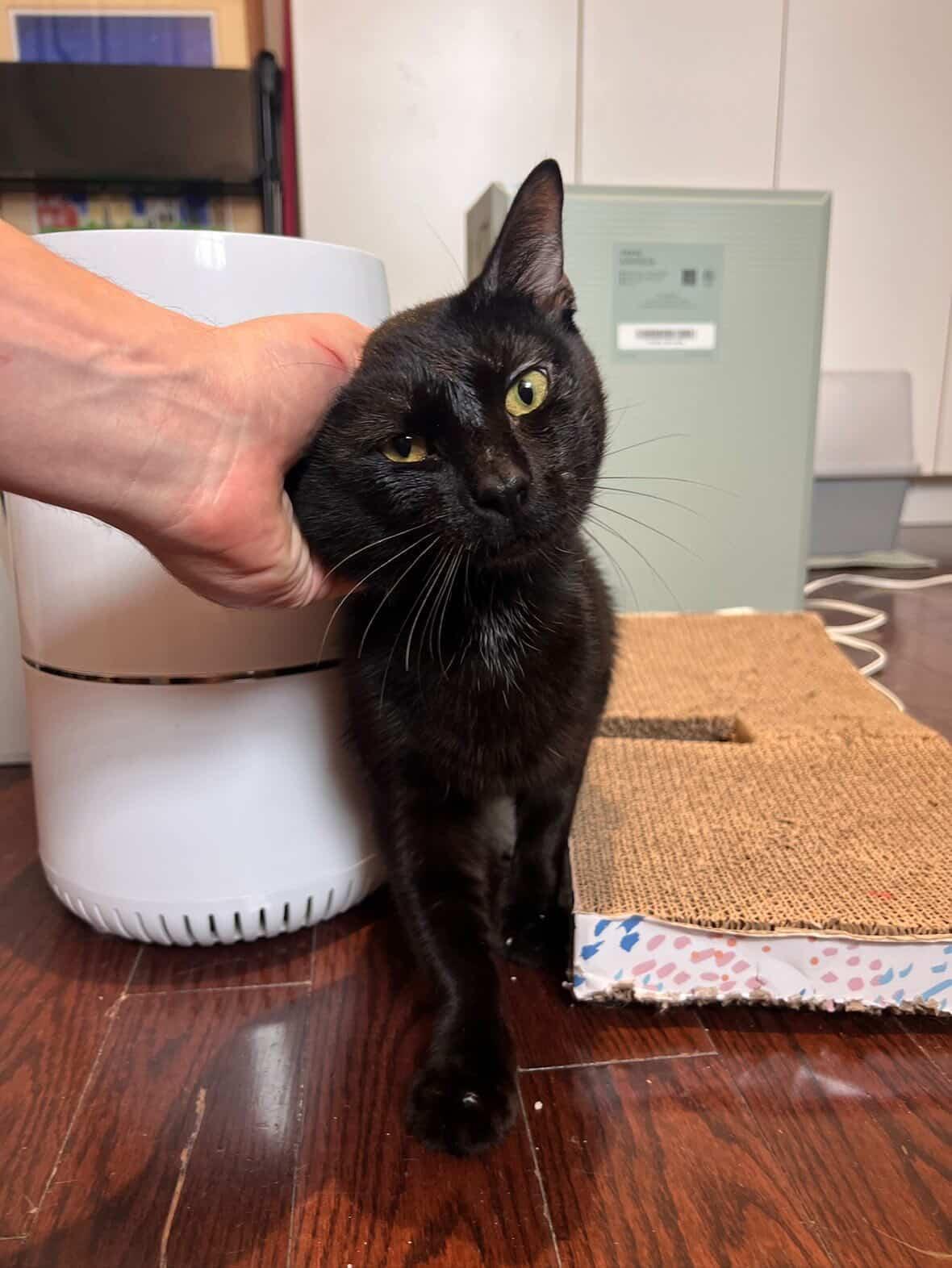 Mason, an adopted American Shorthair in Brooklyn, NY image 2/6