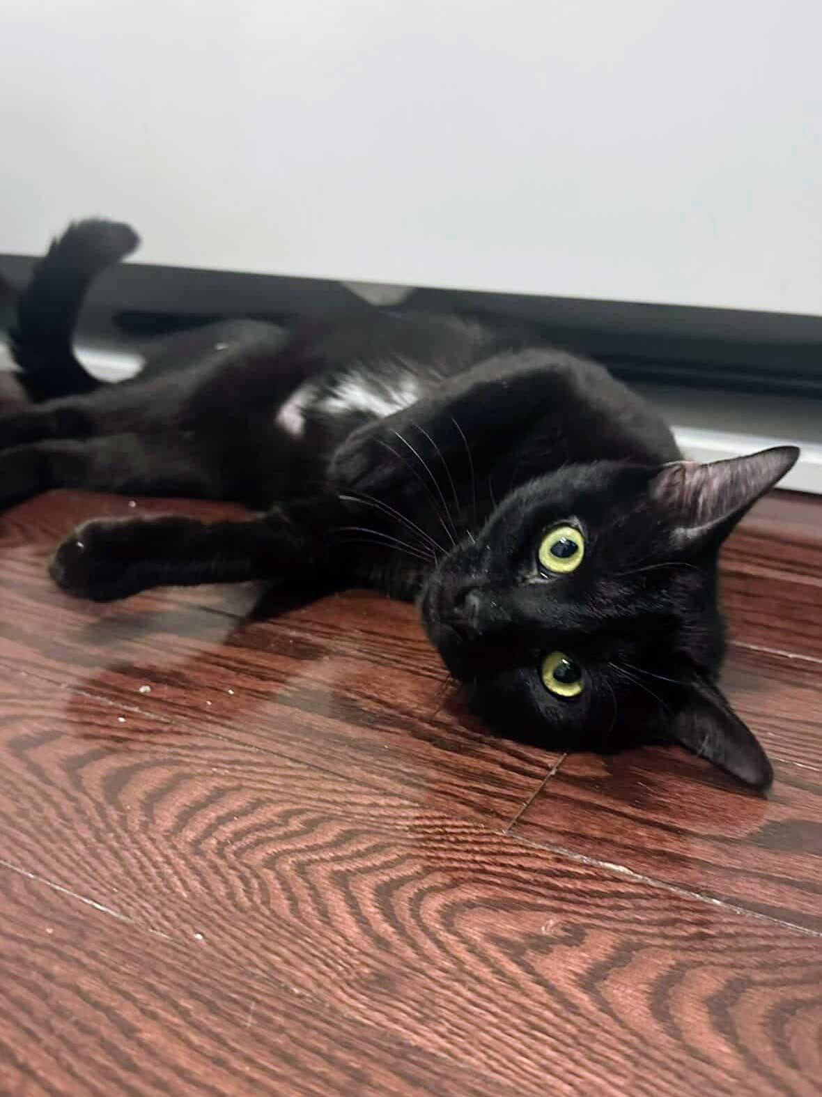 Mason, an adopted American Shorthair in Brooklyn, NY image 3/6