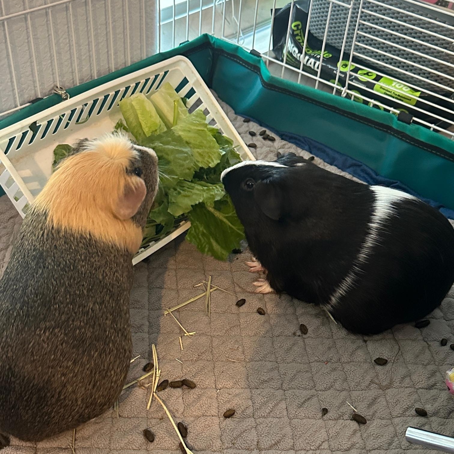 Wiley & Lilly