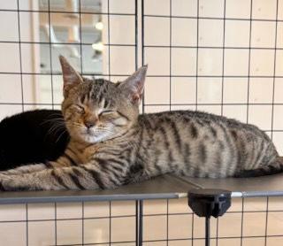 Enlarge Silas, a Adoptable Domestic Short Hair in Hanover, PA image 1/2