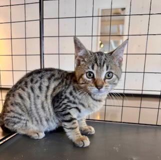 Enlarge Silas, a Adoptable Domestic Short Hair in Hanover, PA image 2/2