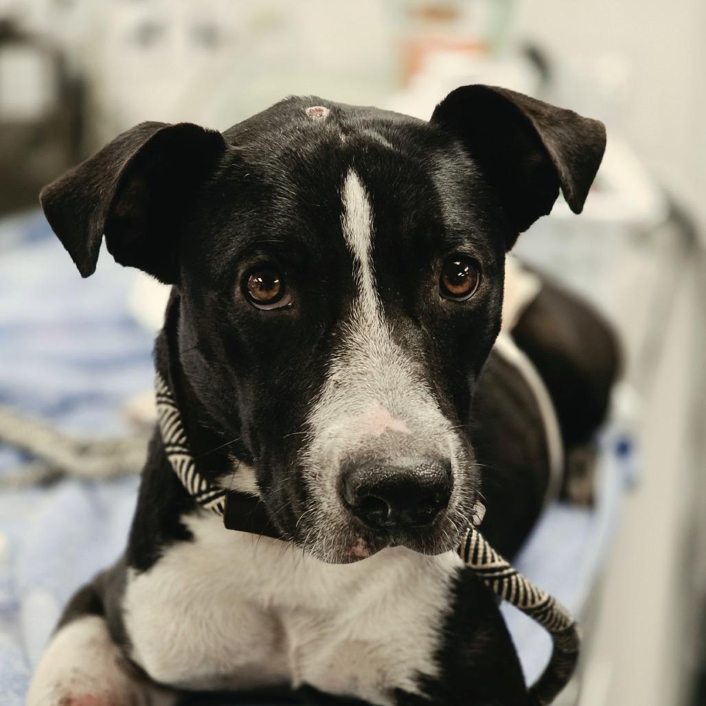 Rainbow Unicorn (aka Rainy), Adoptable, Adult Female Mixed Breed.