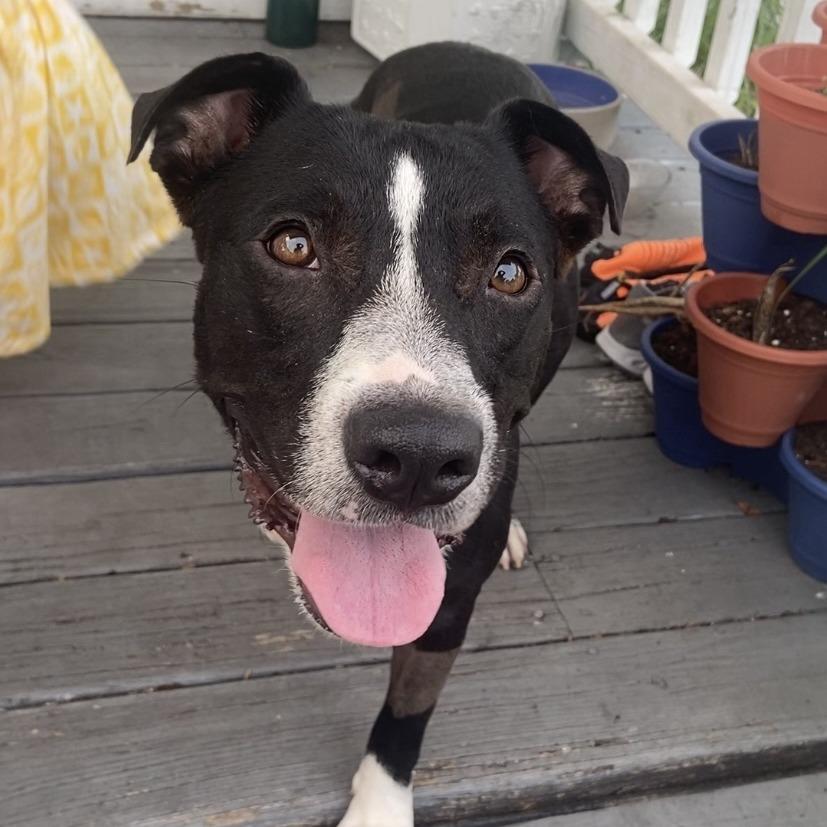 Rainbow Unicorn (aka Rainy), a Adoptable Mixed Breed in Sarasota, FL image 2/6