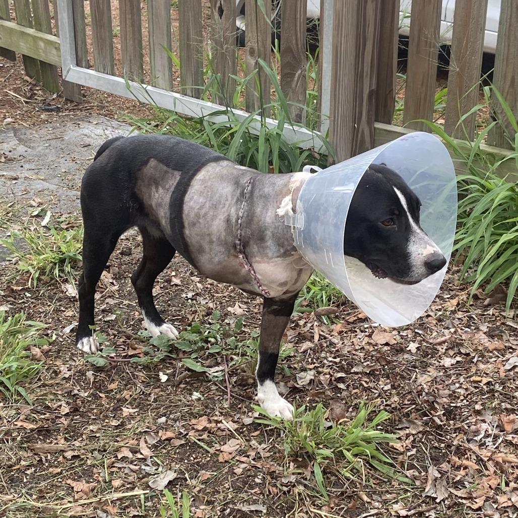Rainbow Unicorn (aka Rainy), a Adoptable Mixed Breed in Sarasota, FL image 3/6