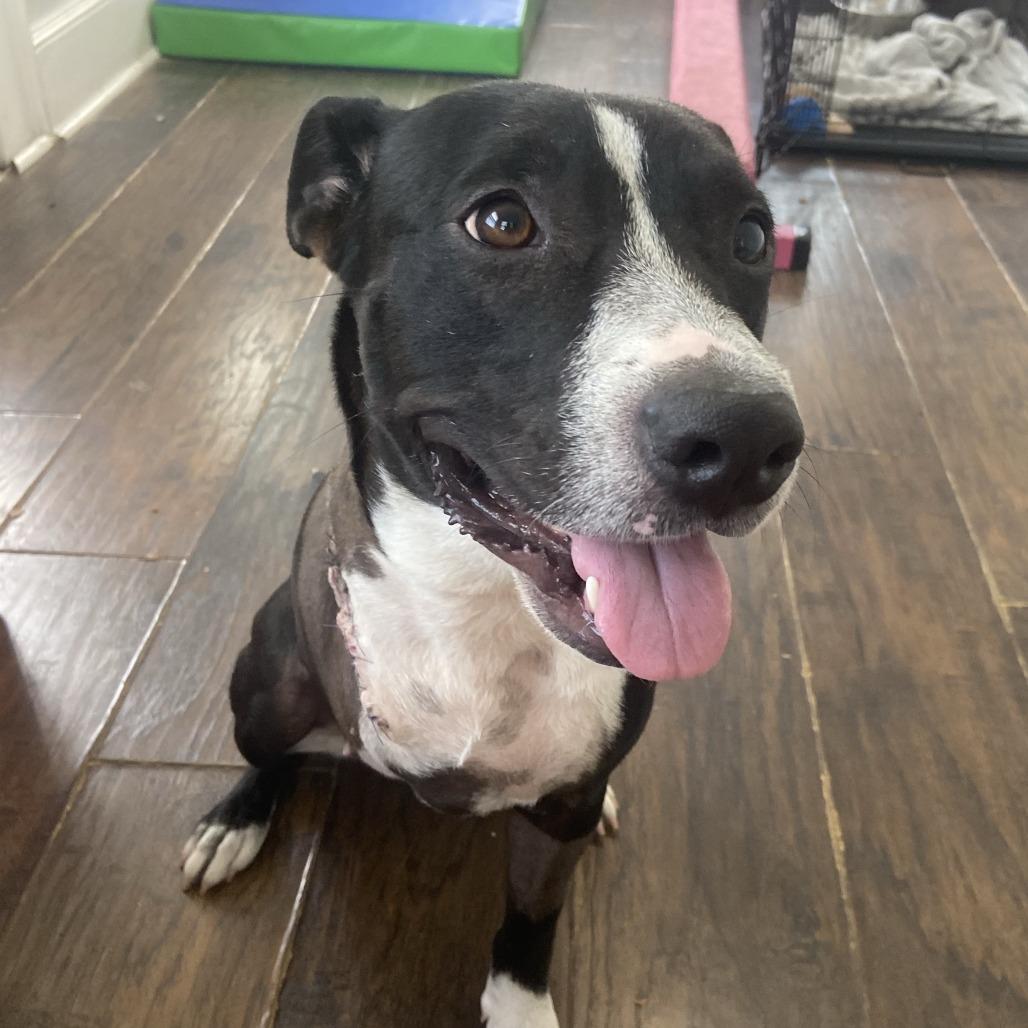 Rainbow Unicorn (aka Rainy), a Adoptable Mixed Breed in Sarasota, FL image 4/6