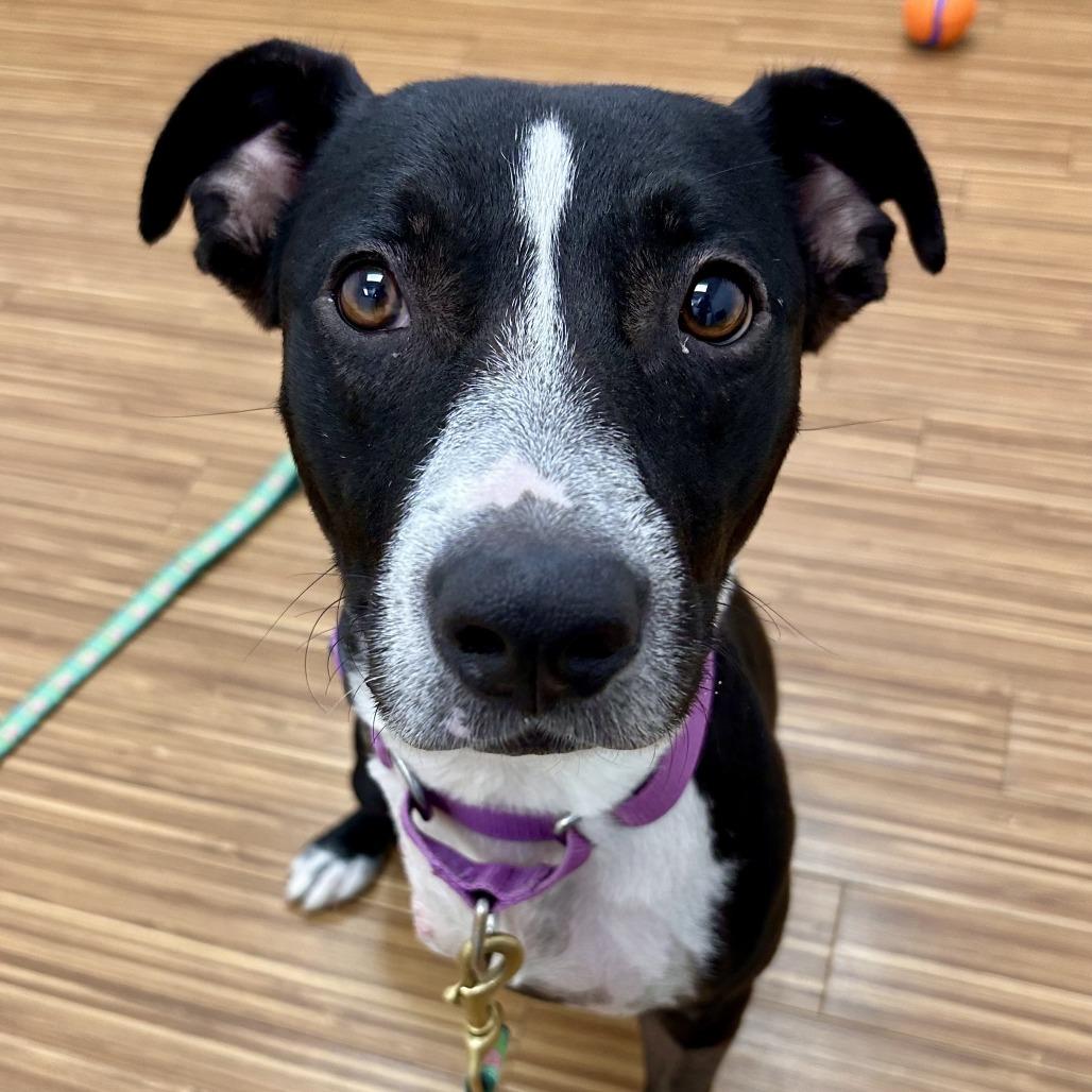 Rainbow Unicorn (aka Rainy), a Adoptable Mixed Breed in Sarasota, FL image 5/6