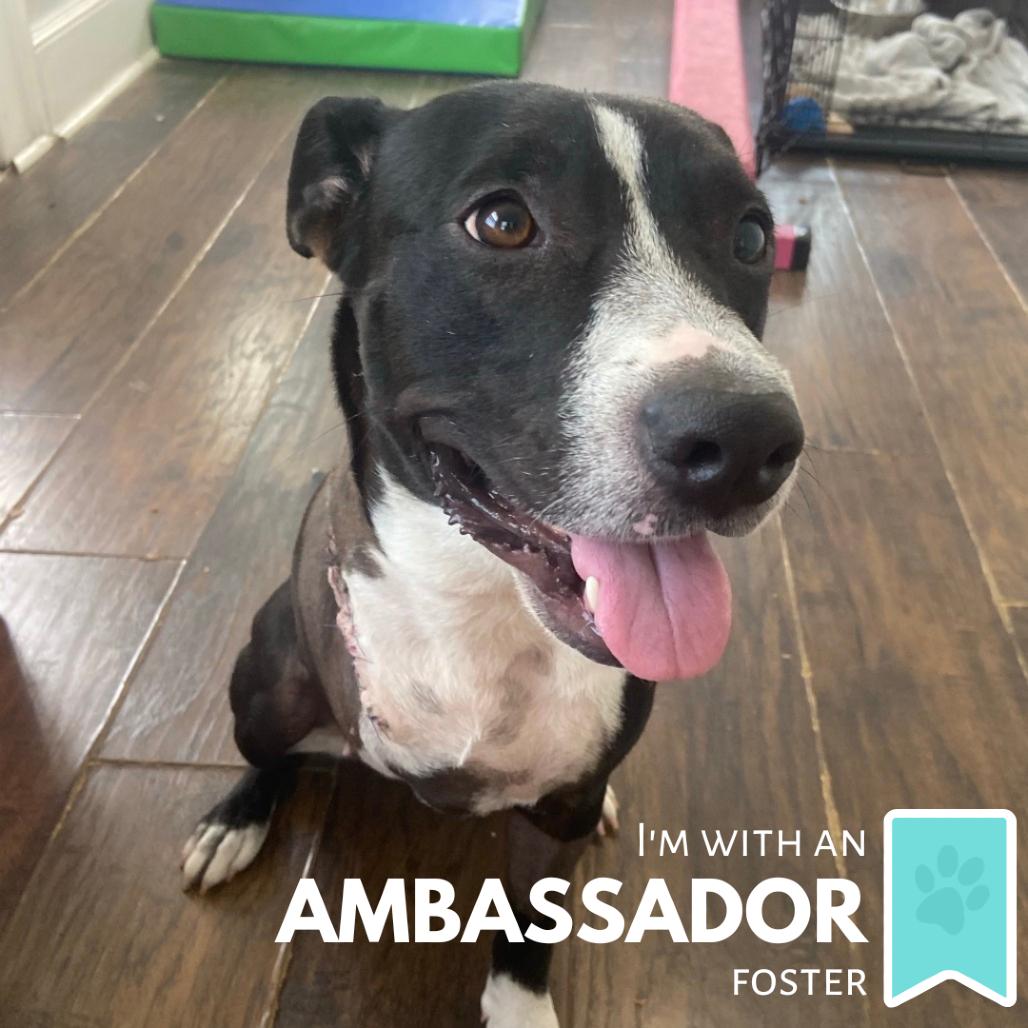 Rainbow Unicorn (aka Rainy), a Adoptable Mixed Breed in Sarasota, FL image 6/6