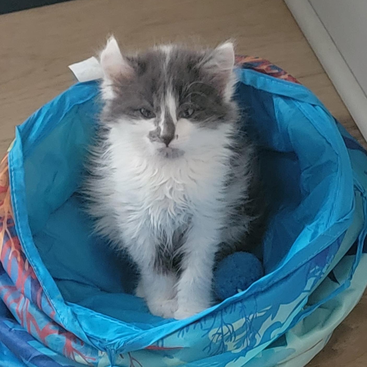 Enlarge Lizzy Adopted 3.20.26, a ADOPTABLE Domestic Medium Hair in Wyandotte, MI image 1/2