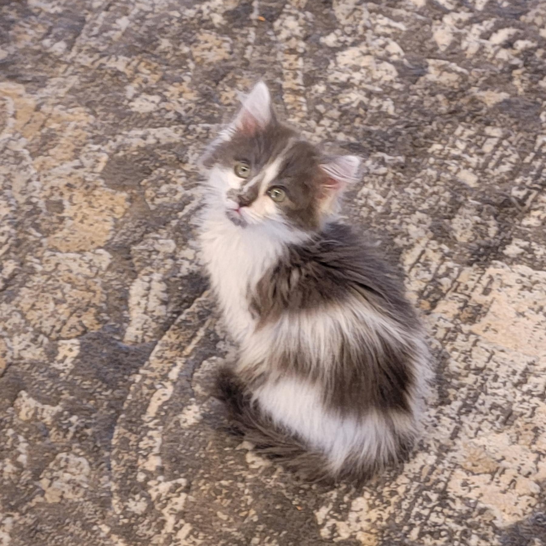 Enlarge Lizzy Adopted 3.20.26, a ADOPTABLE Domestic Medium Hair in Wyandotte, MI image 2/2