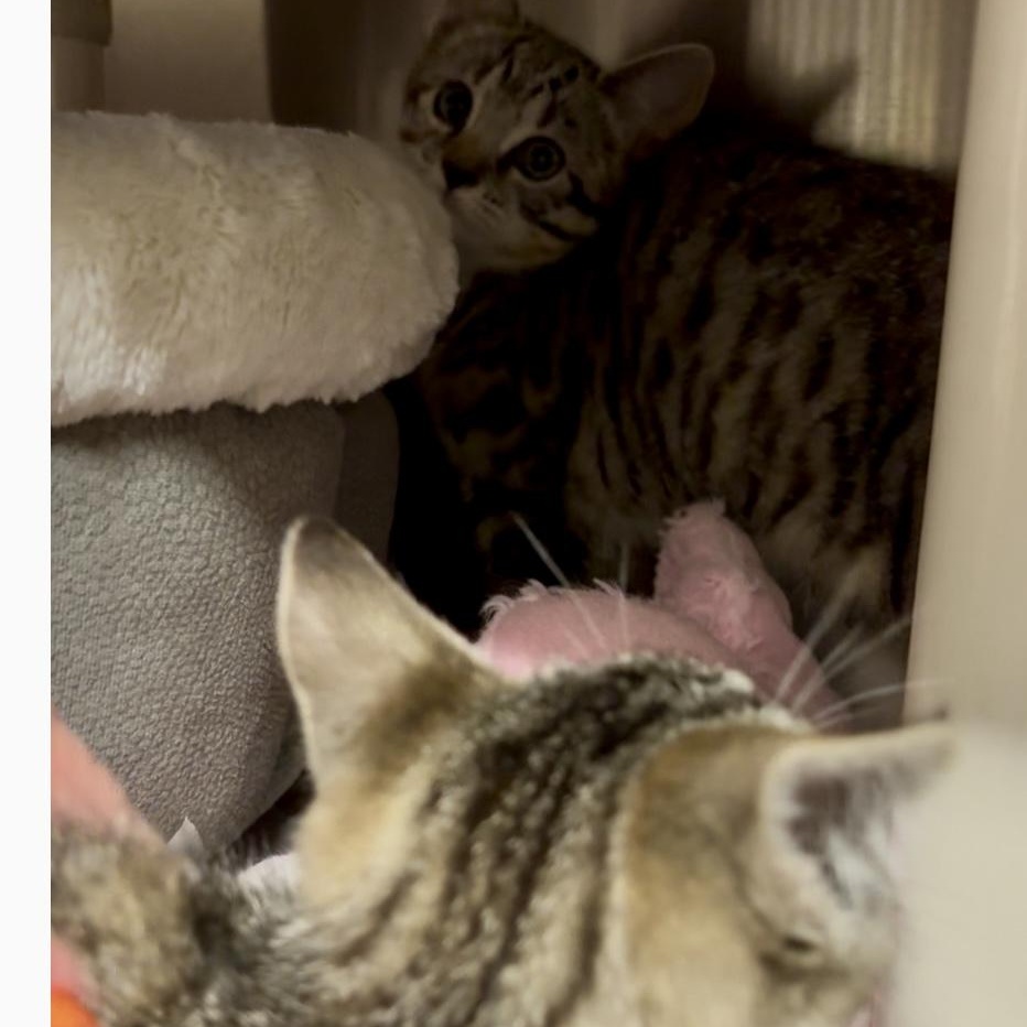 Pixie and Dixie bonded kitten sisters