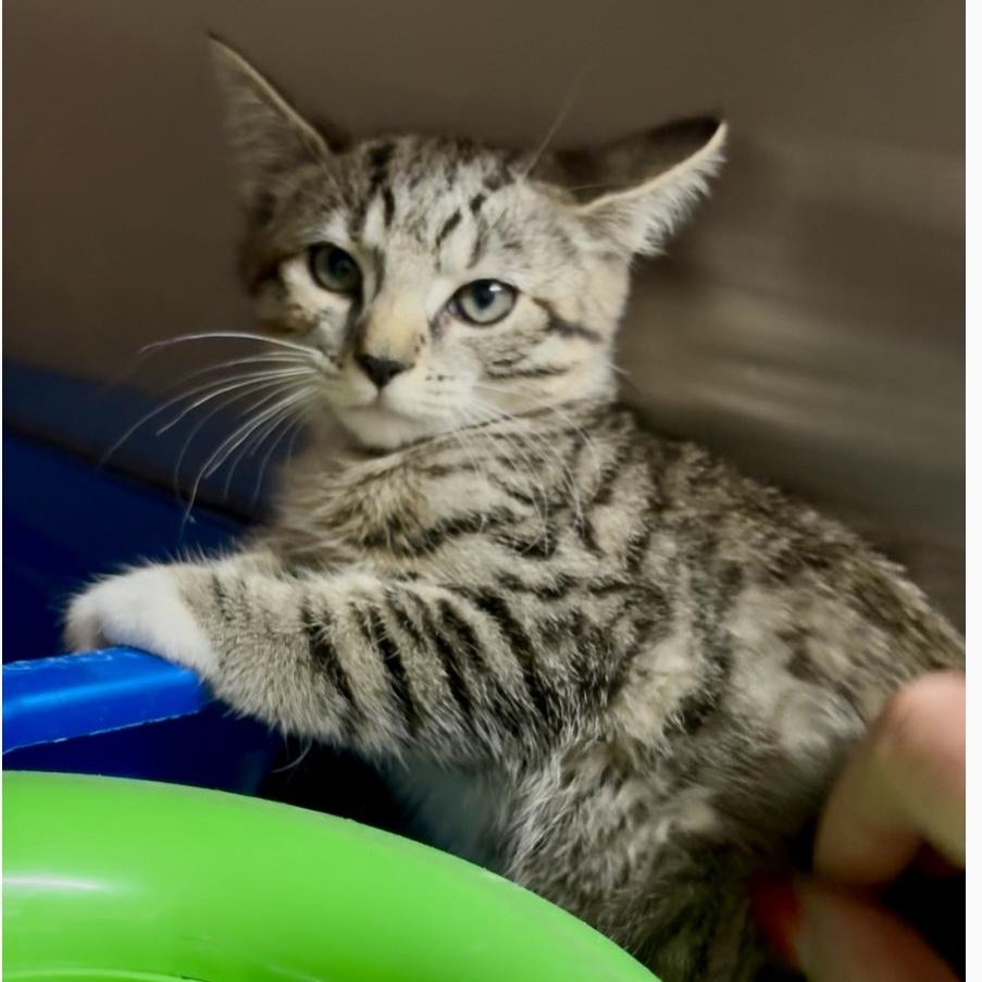 Pixie and Dixie bonded kitten sisters