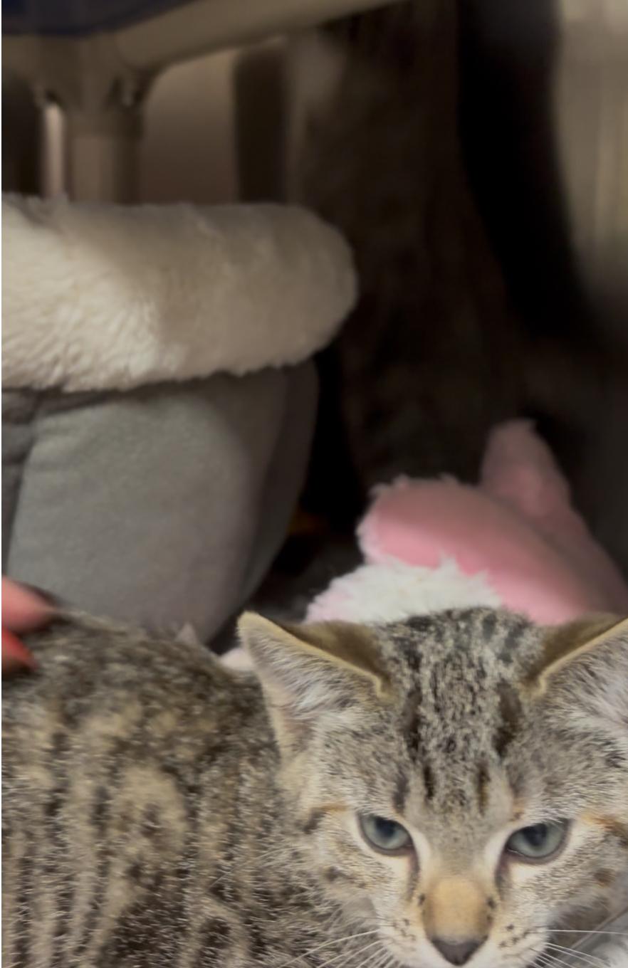 Pixie and Dixie bonded kitten sisters